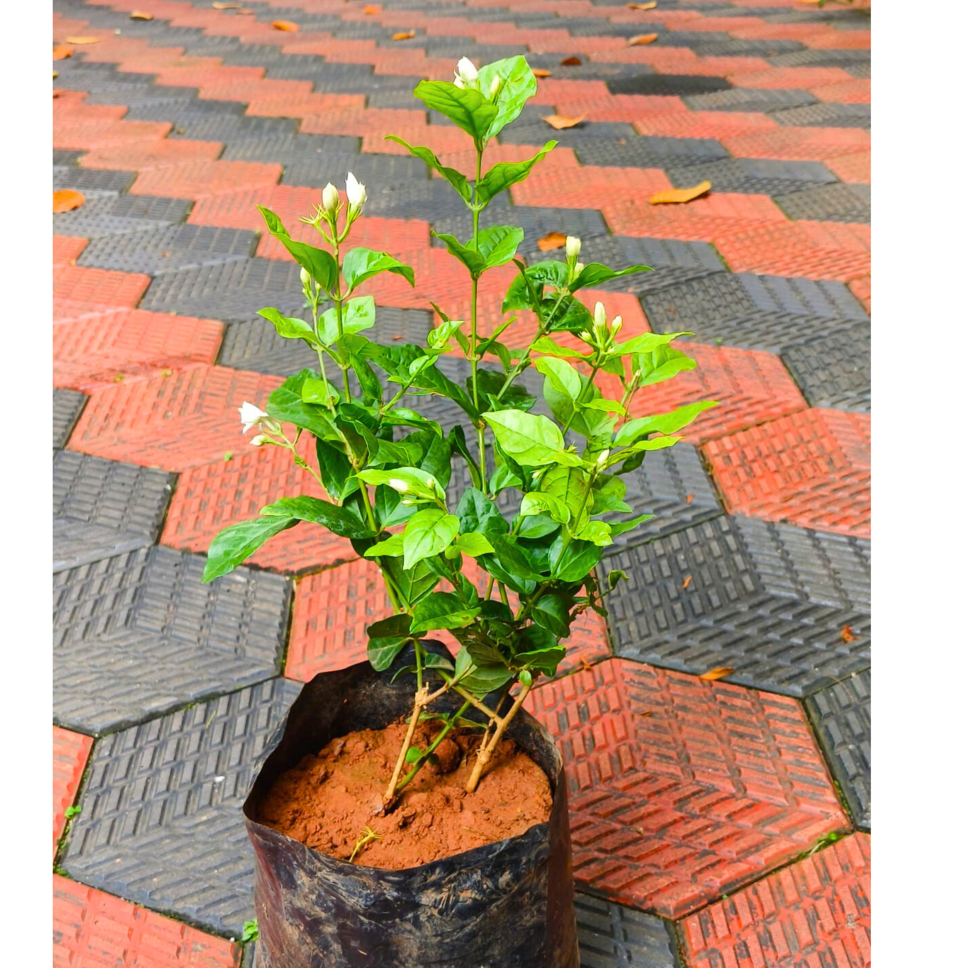DZ Jasmine Sambac Belle of India Multipetal Fragrant Rare Flowering Live Plant - view 3