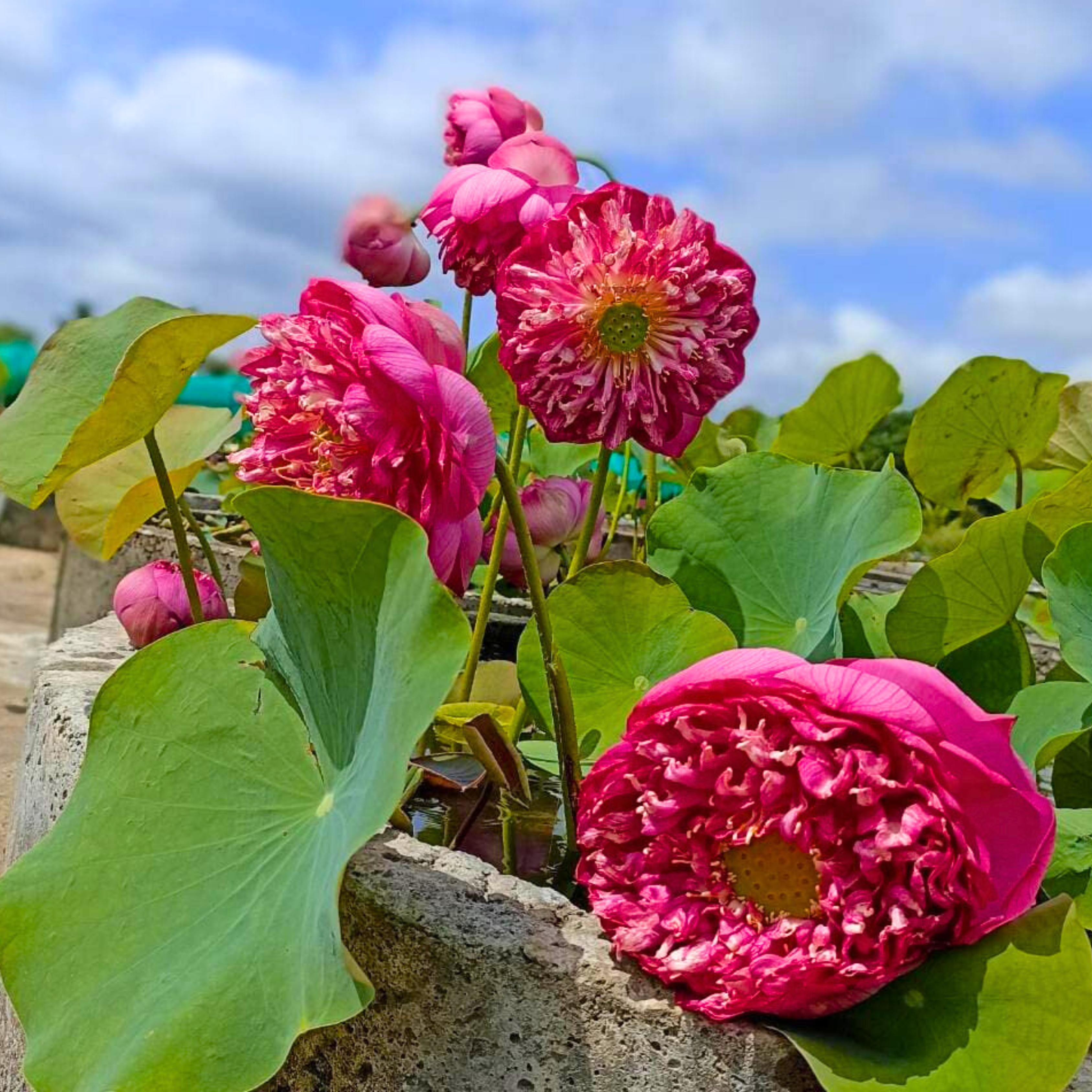 DZ Bucha Lotus Tuber - view 3