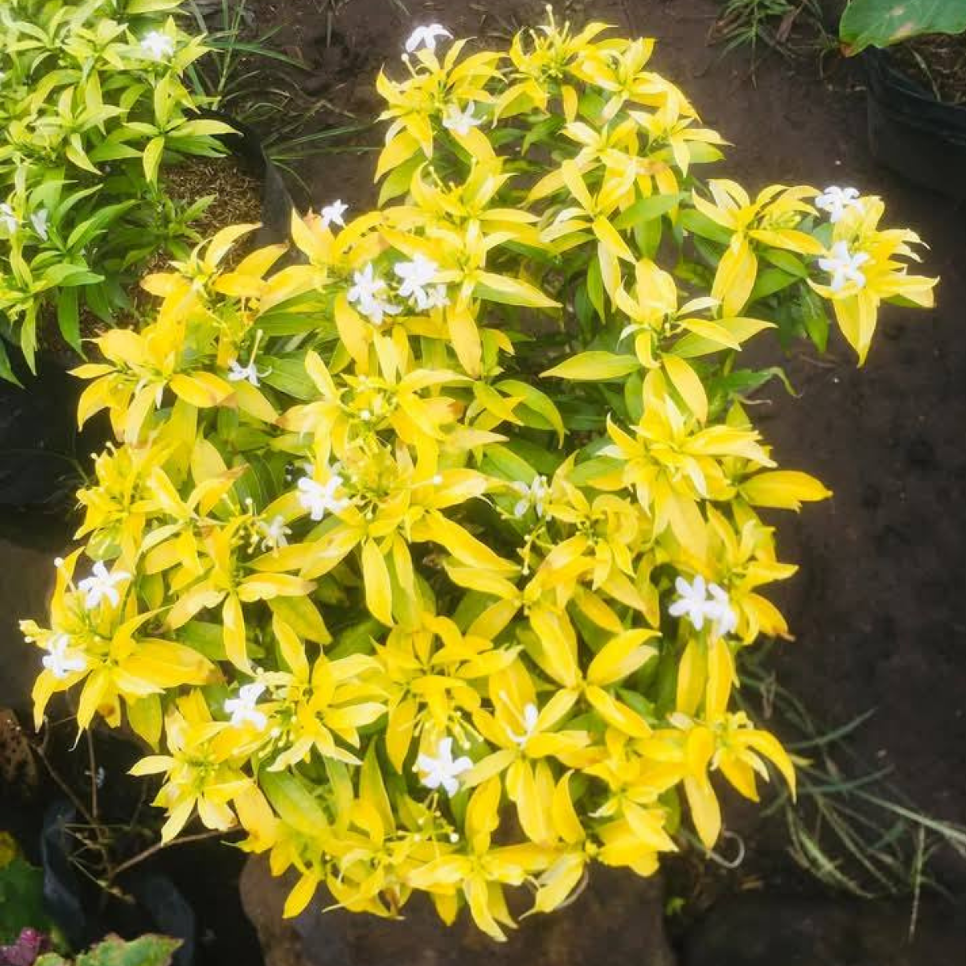 DZ Chinese Tiger Yellow (Golden Mini Nandyarvattam) Flowering Live Plant - view 2