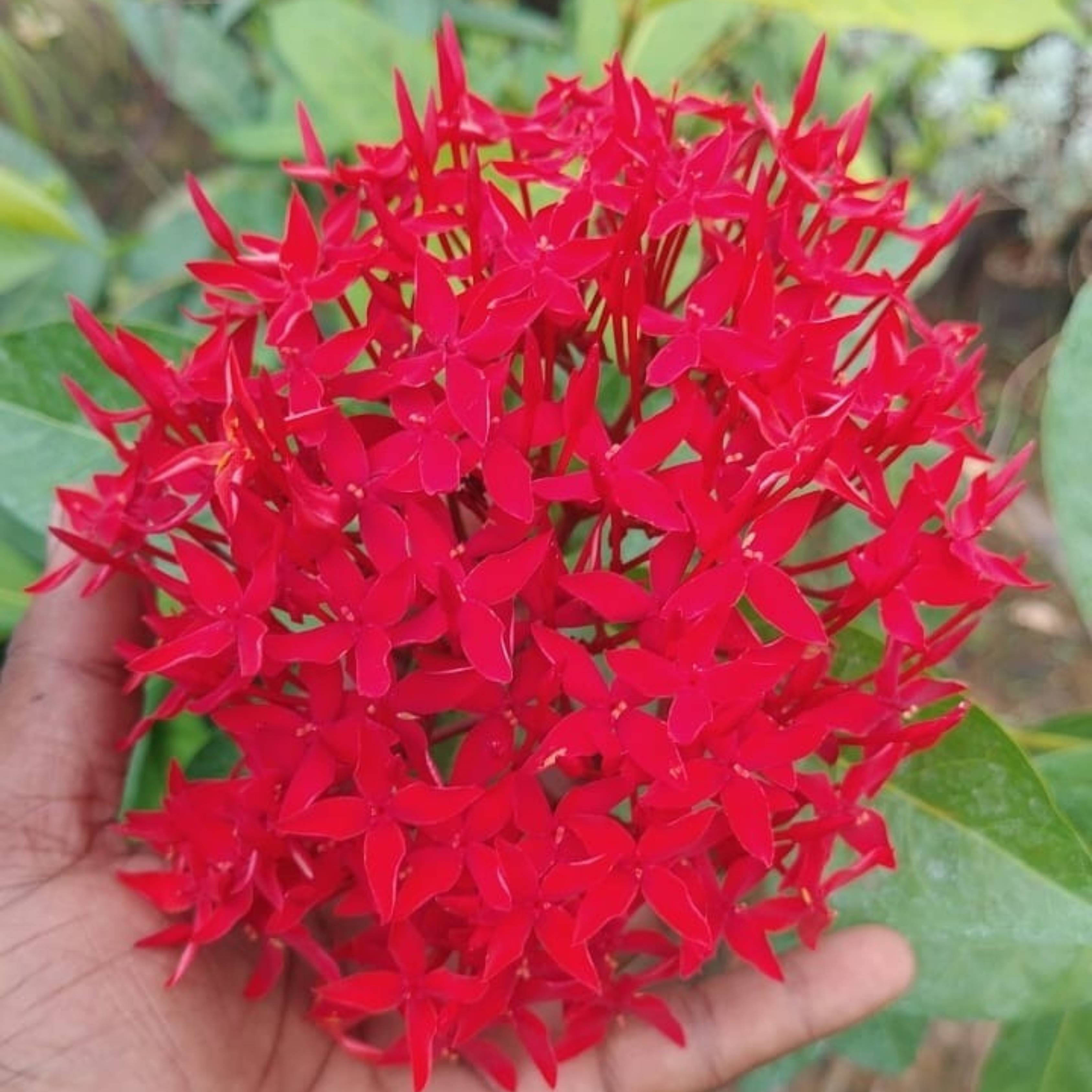 MR Bhadrakali Thetti (Ixora coccinea) All Time Flowering Live Plant - view 2