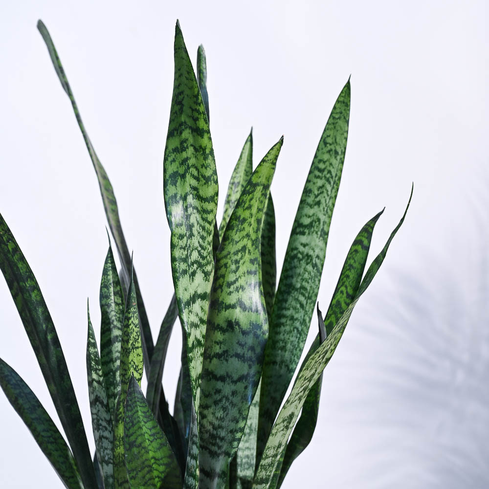 Ugaoo Sansevieria Zeylanica - XL - view 6