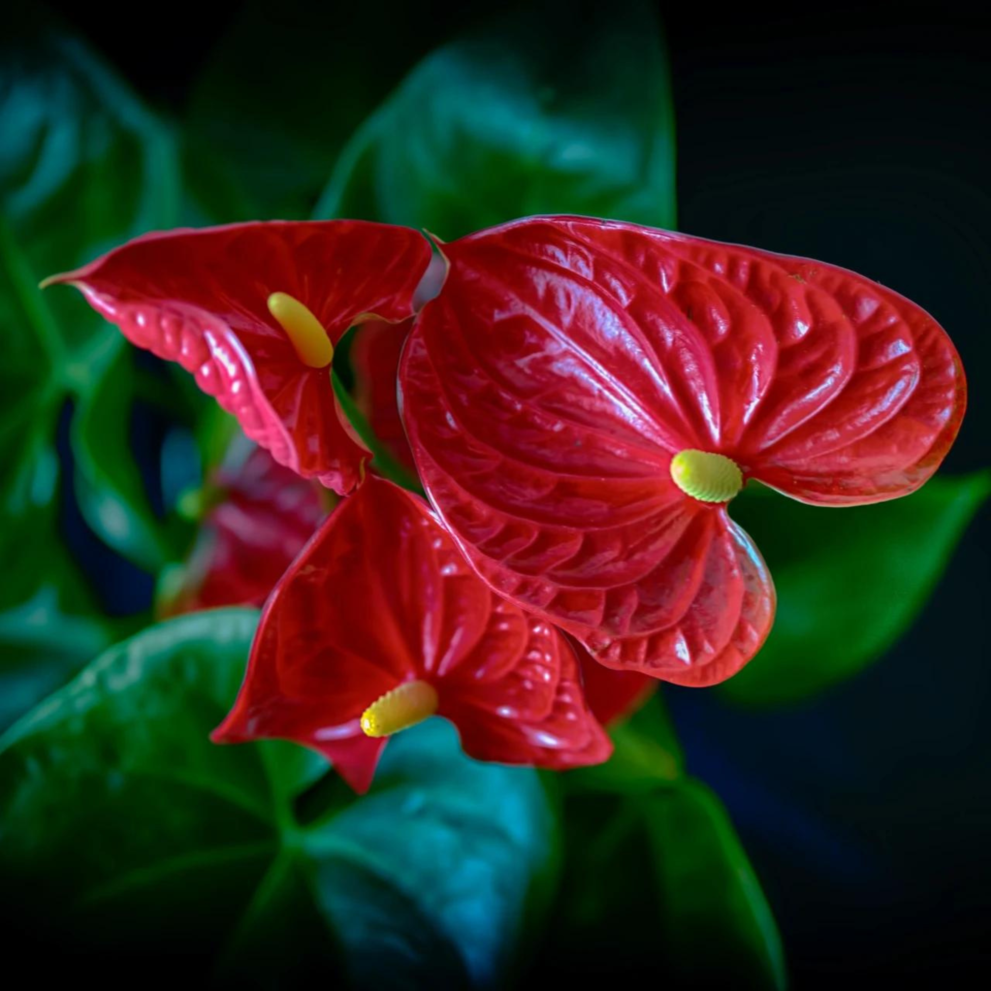 DZ Dwarf Anthurium Red Sensation Indoor/Outdoor Live Plant