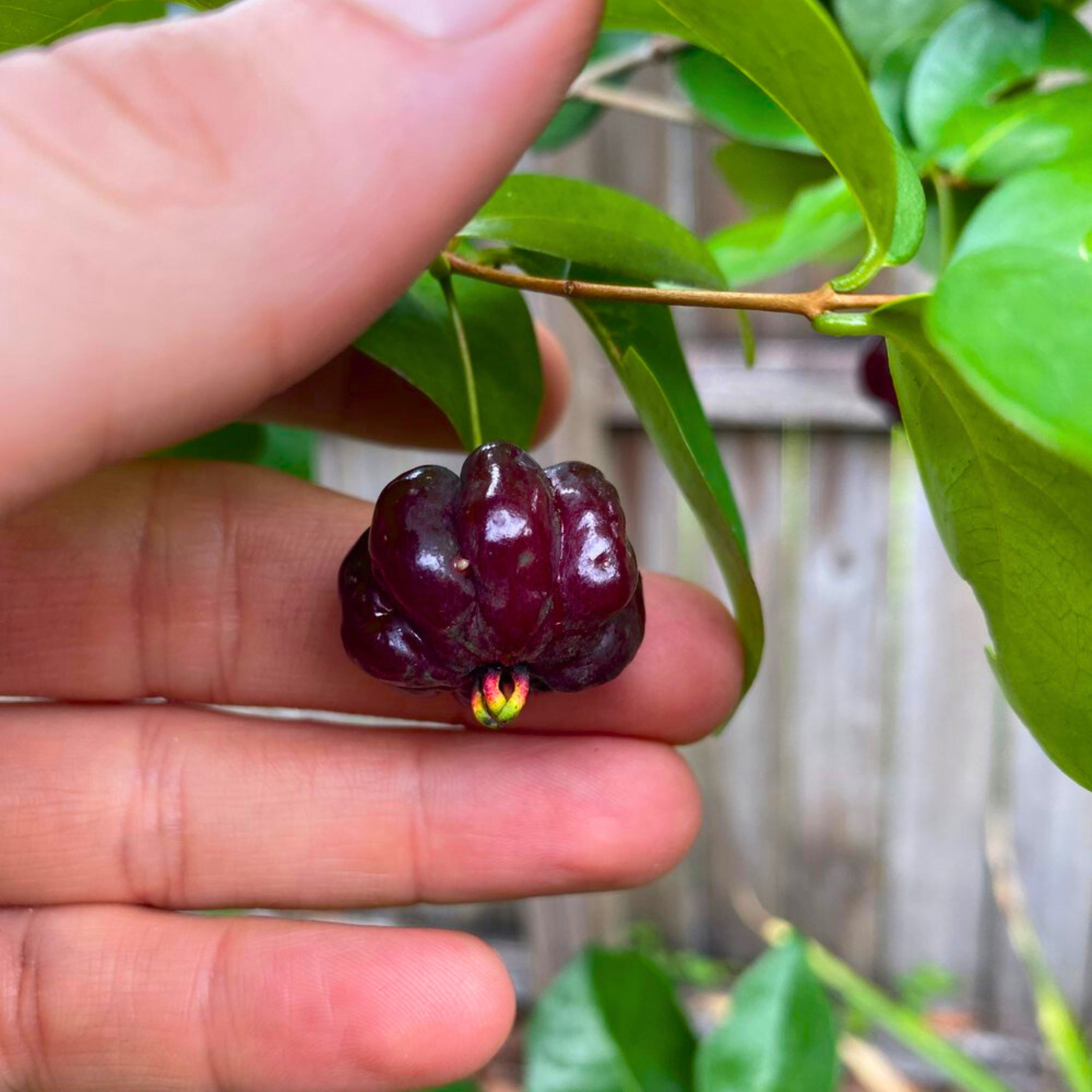 VL Surinam Cherry Black (Eugenia Uniflora) Fruit Live Plant - view 2