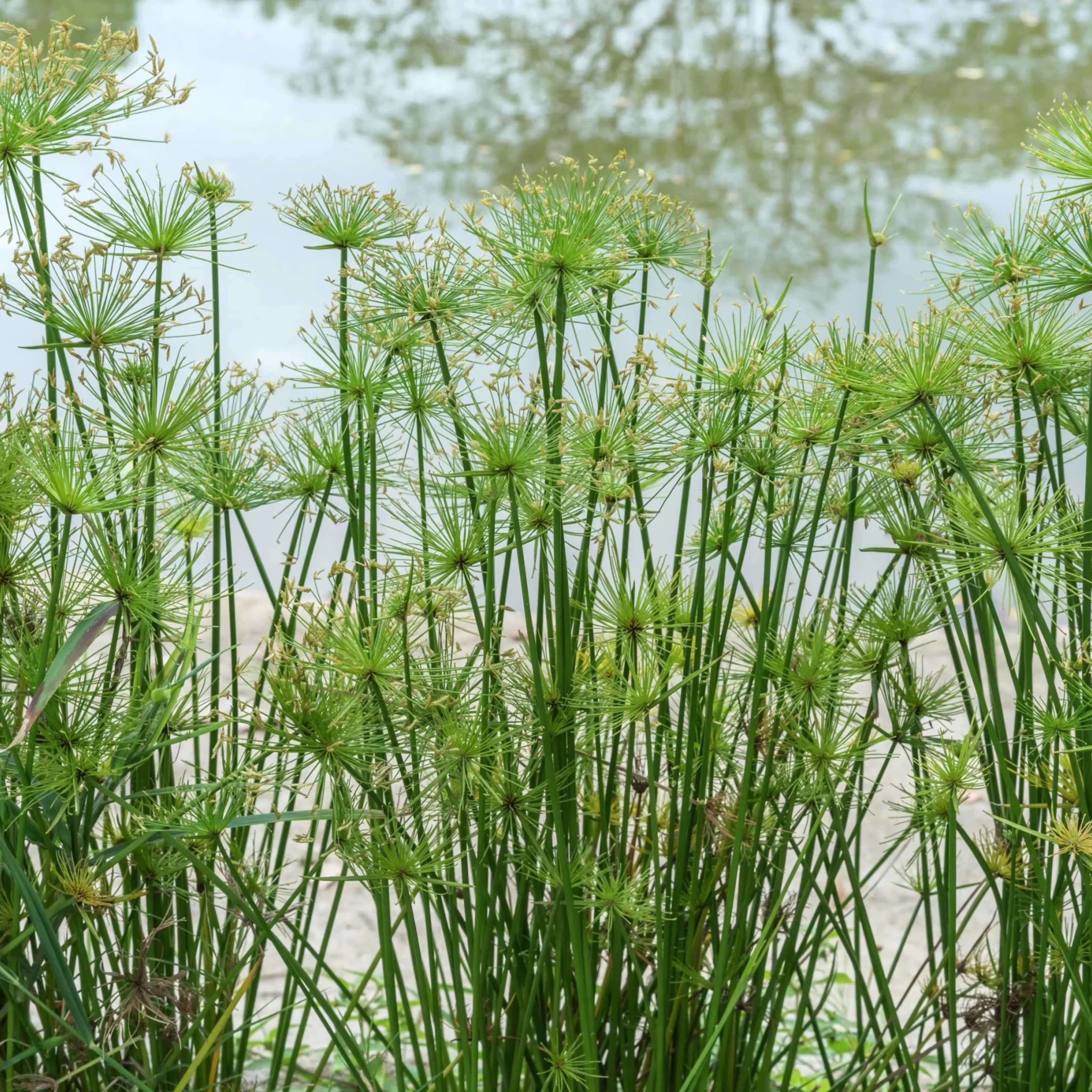 Papyrus live plant – DZ Paper Reed (Cyperus papyrus) Live Plant