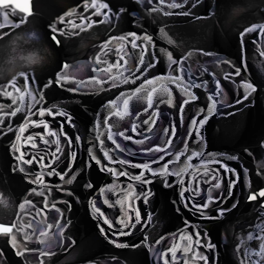 FiftyFlowers Tinted Black Fuzzy Roses - view 4