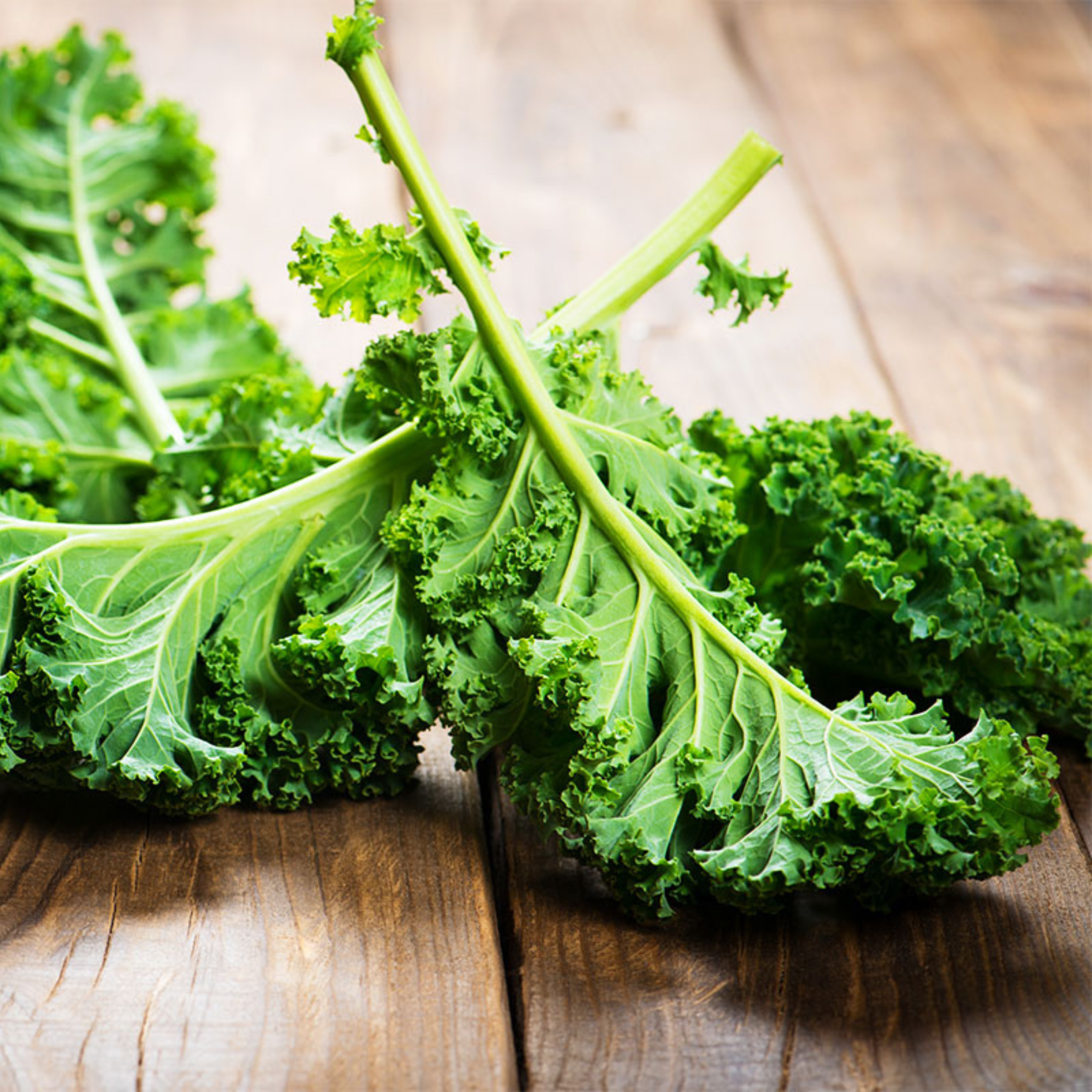 Seed2Plant Organic Curly Kale (केल के बीज) Seeds - Open Pollinated