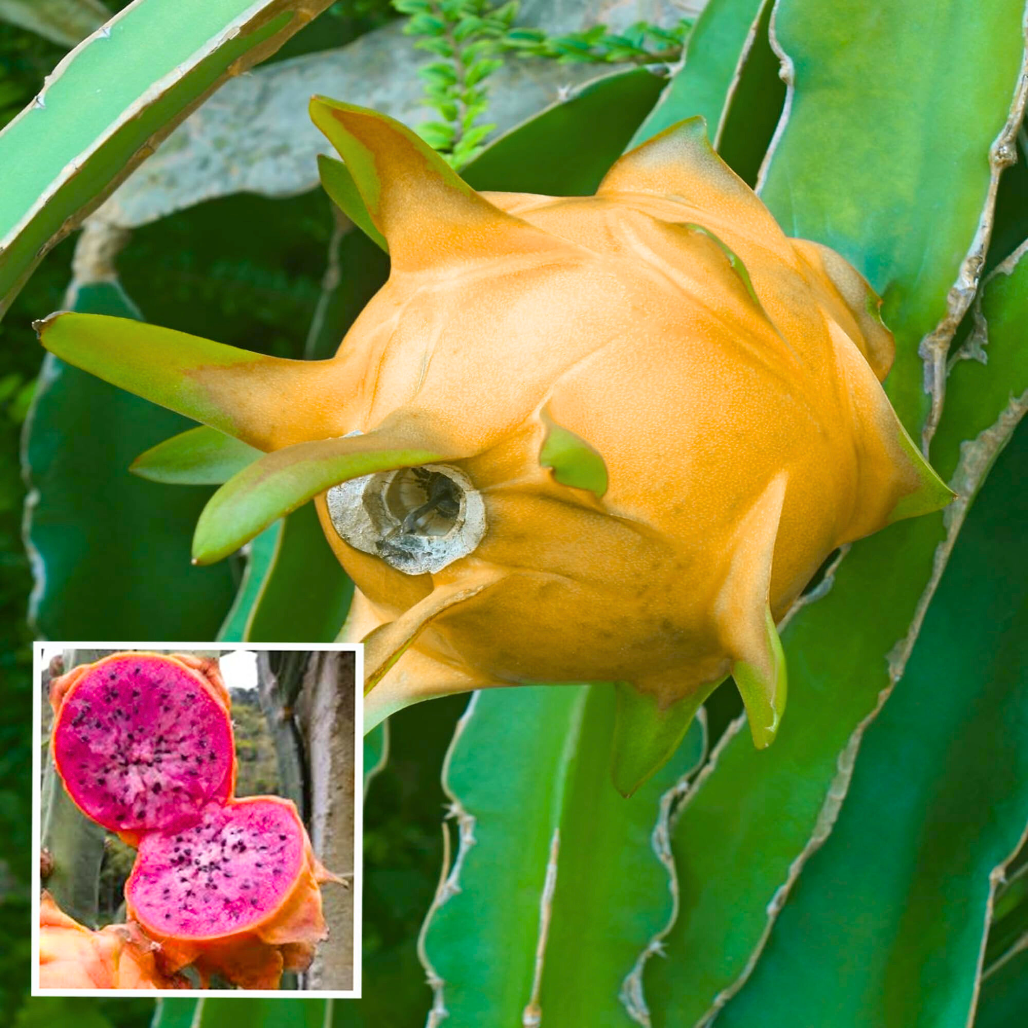DZ Hawaiian Orange Dragon Fruit Rare Grafted Live Plant - view 4