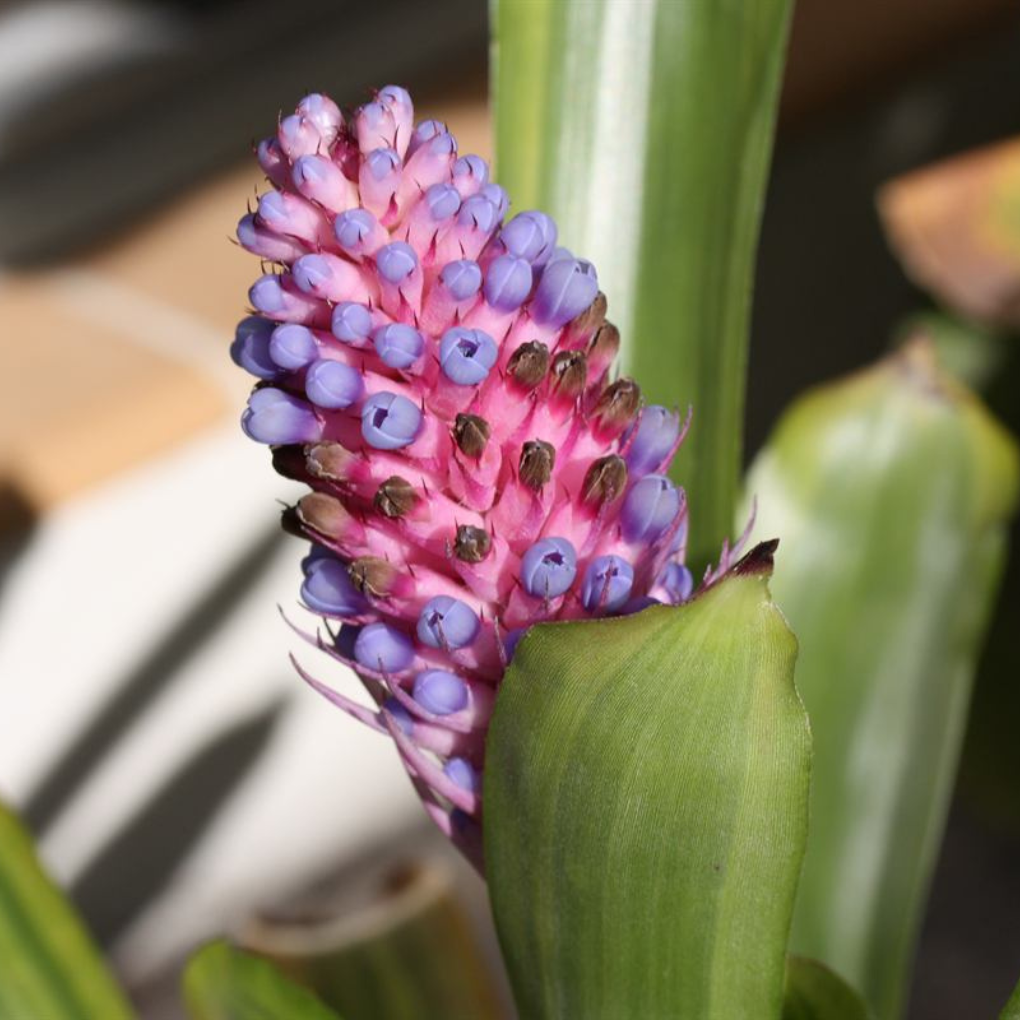 MR Matchstick Airplant / Bromeliad (Aechmea cylindrata) Rare All Time Flowering Live Plant - view 4