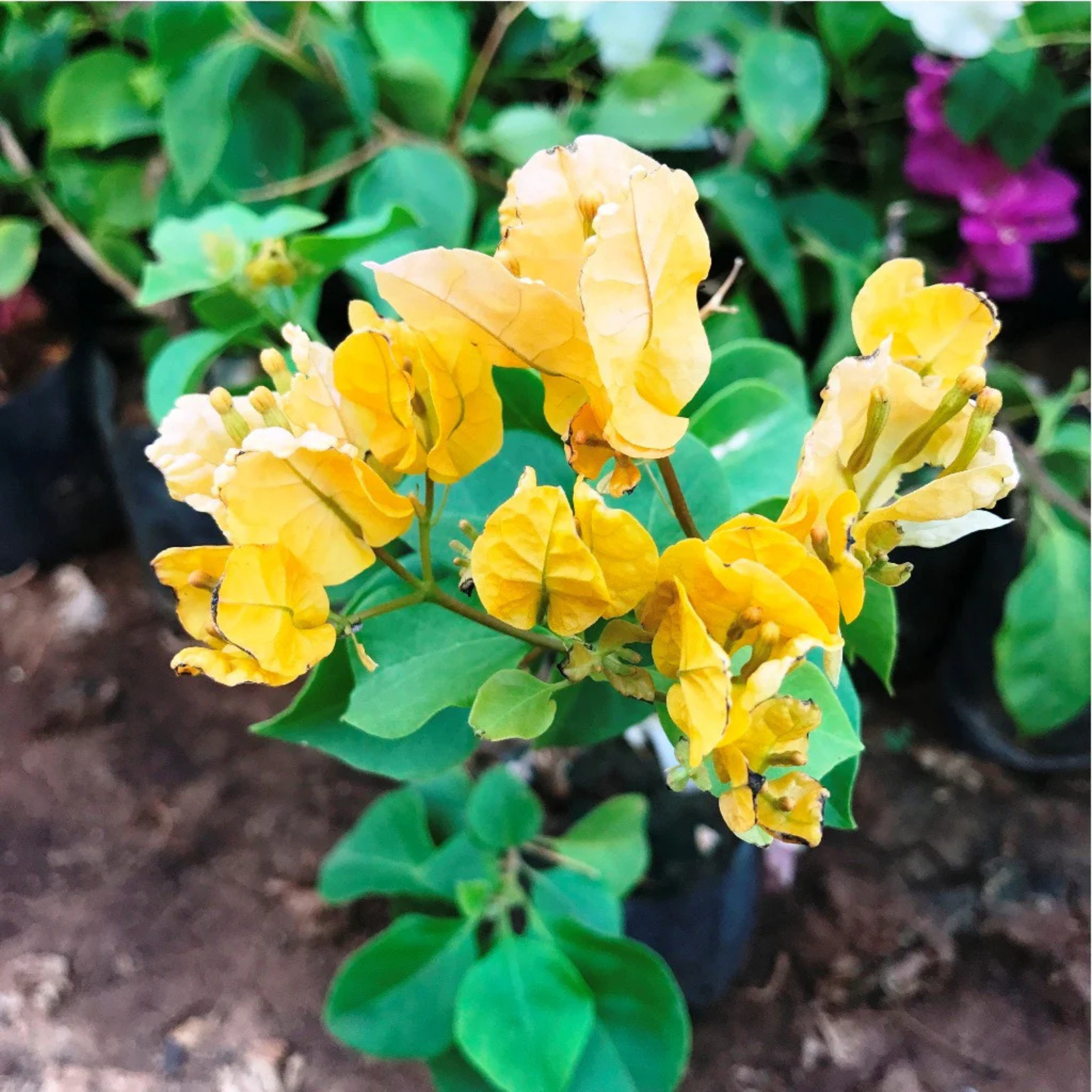 MR Bougainvillea Yellow Creeper (Paper Flower) Flowering Live Plant