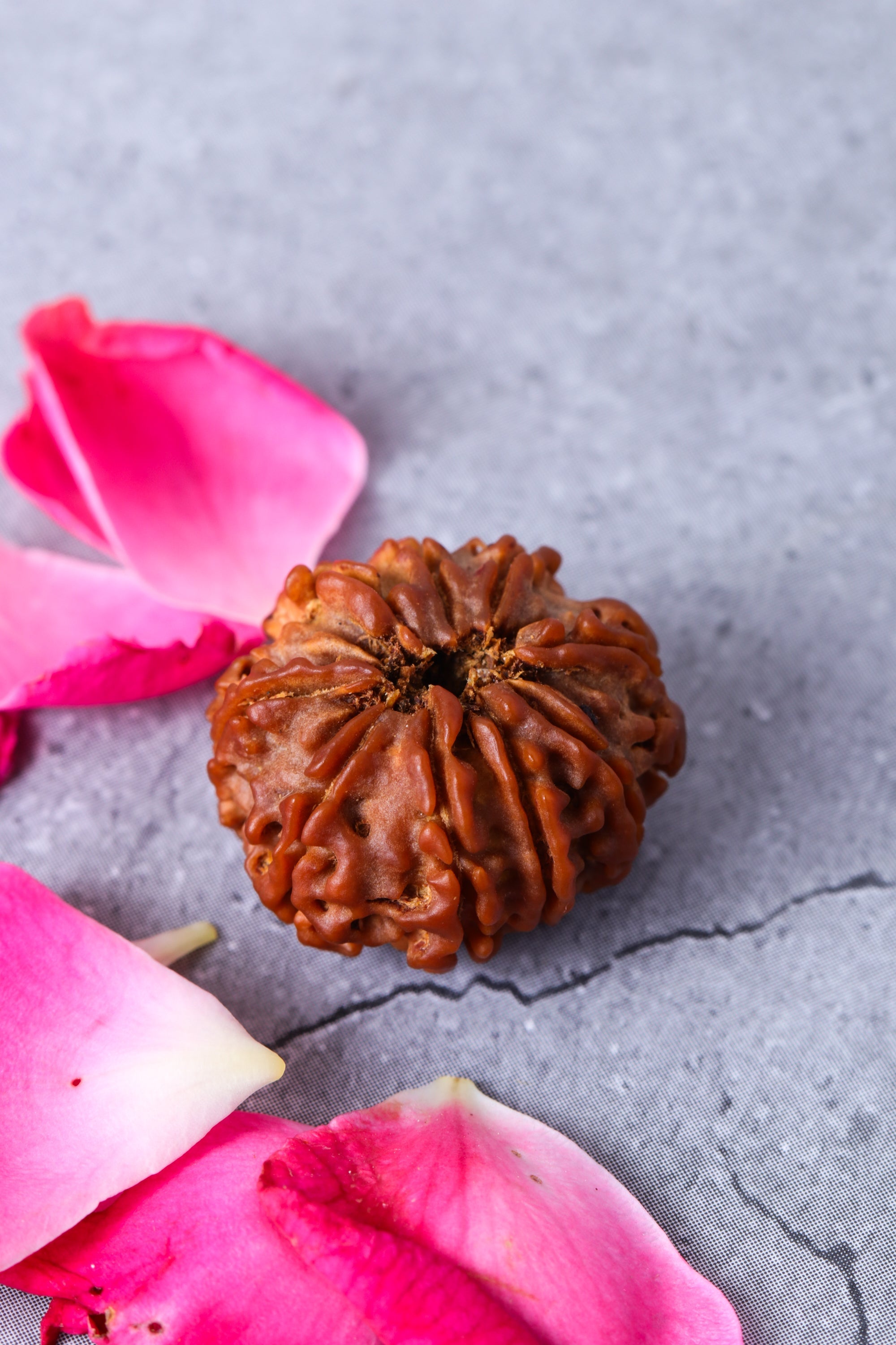 Studio Vaidik 9 mukhi Natural Rudraksha - view 2