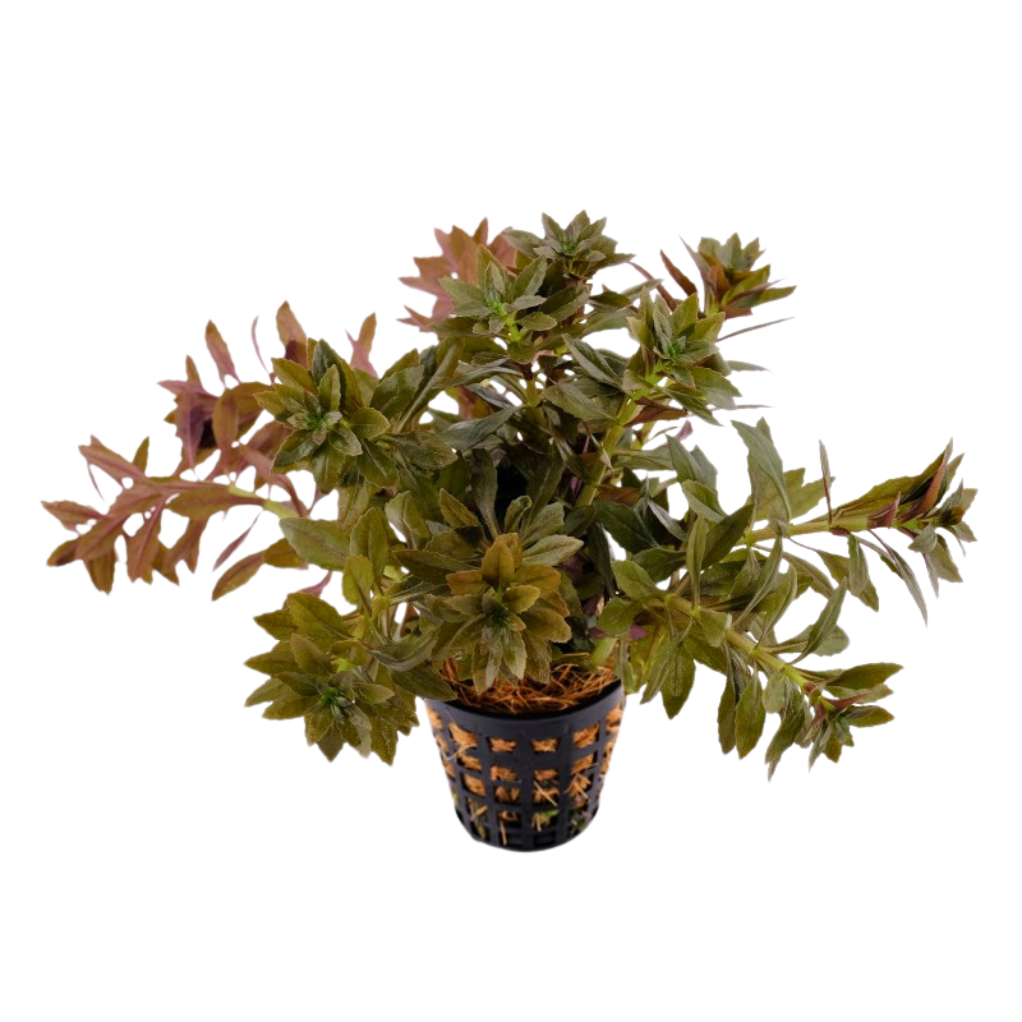 MRWP Limnophila Aromatica "Mini" Aquarium Live Plant - view 3