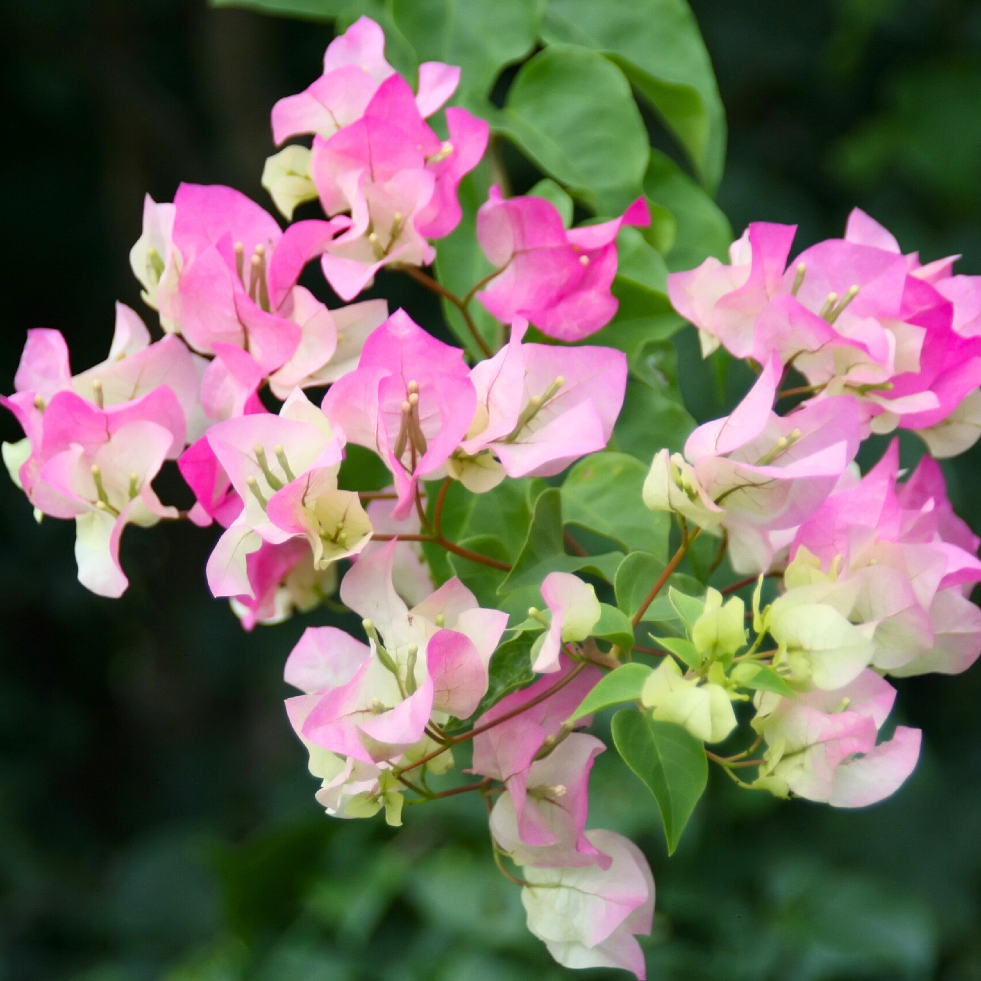 DZ Bougainvillea Thai Delight (Paper Flower) Rare Flowering Live Plant
