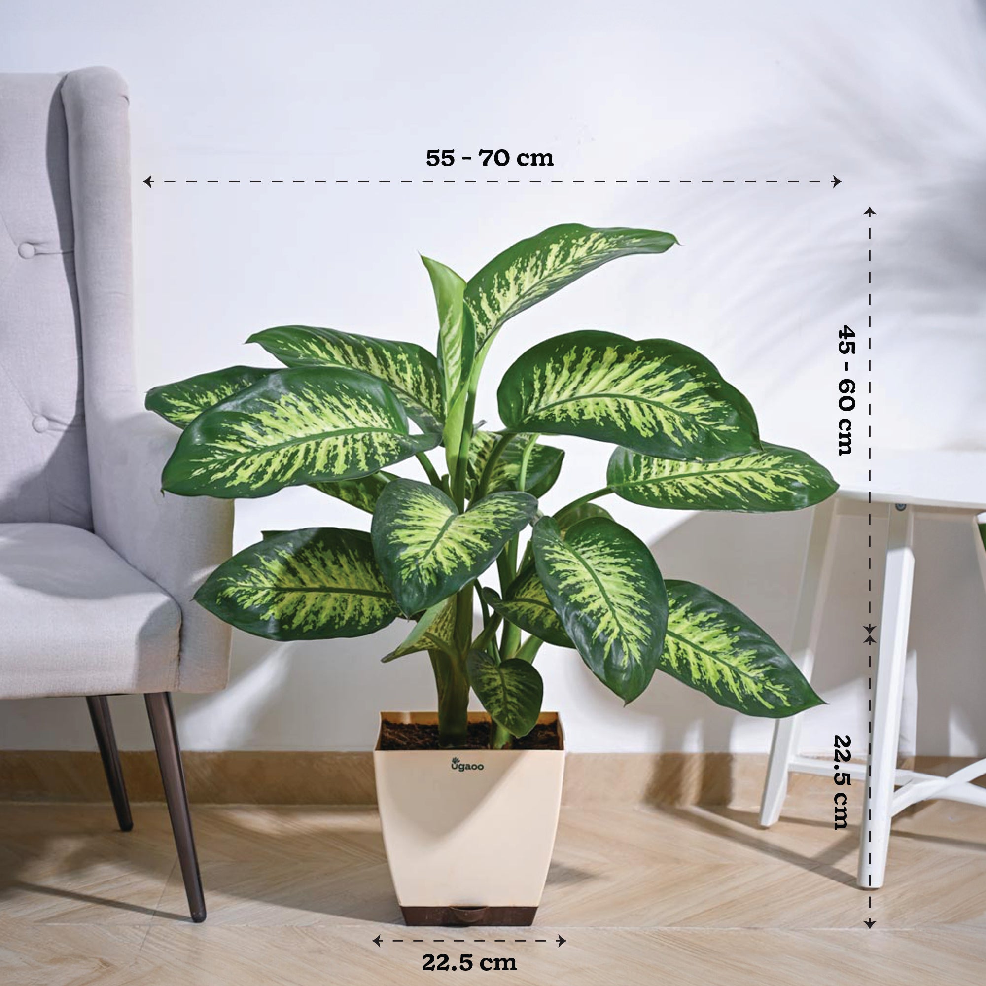 Ugaoo Dieffenbachia Tropic Snow Plant - XL - view 3