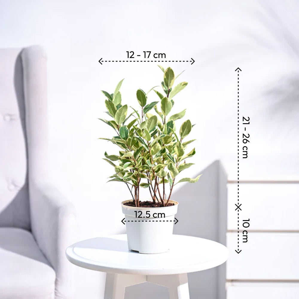 Ugaoo Ficus Prestige Plant - view 46