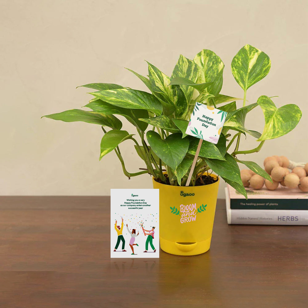 Ugaoo Money Plant Variegated Corporate Gift Hamper