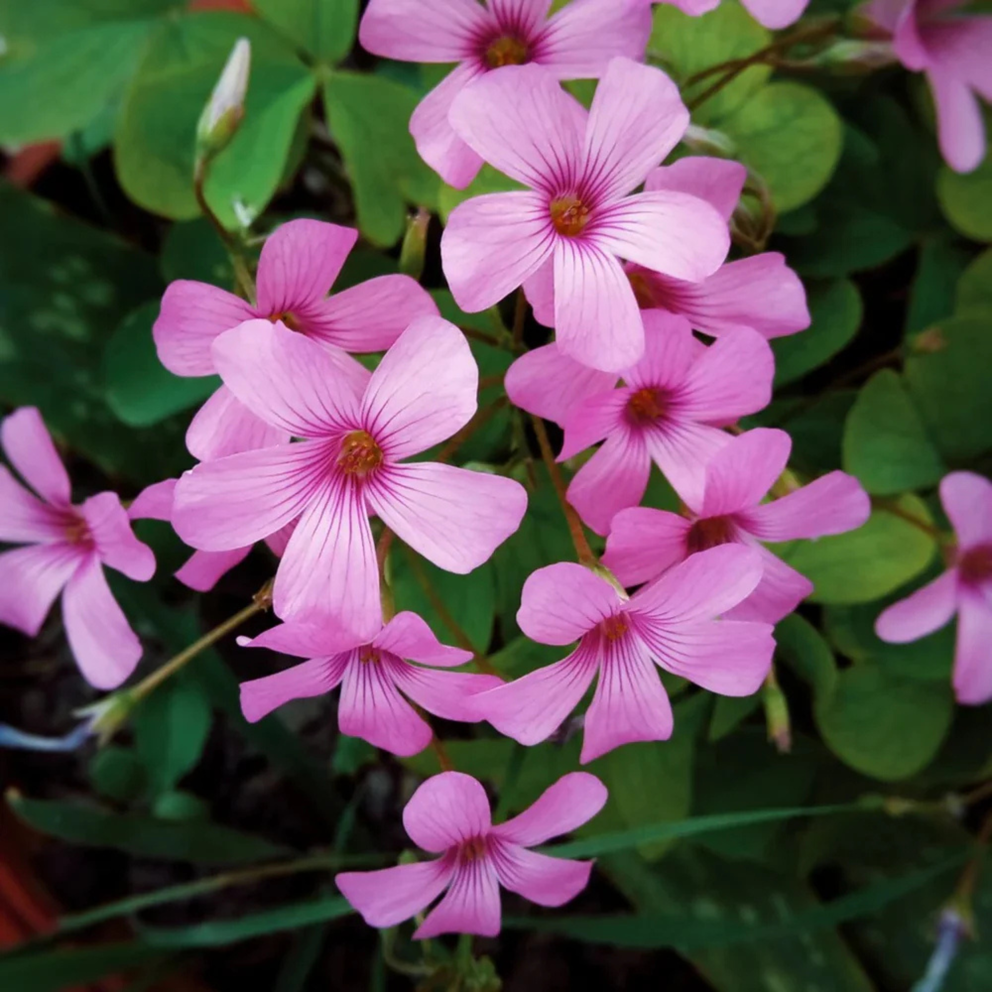 MR Oxalis Pink with Green Leaves Flowering Live Plant