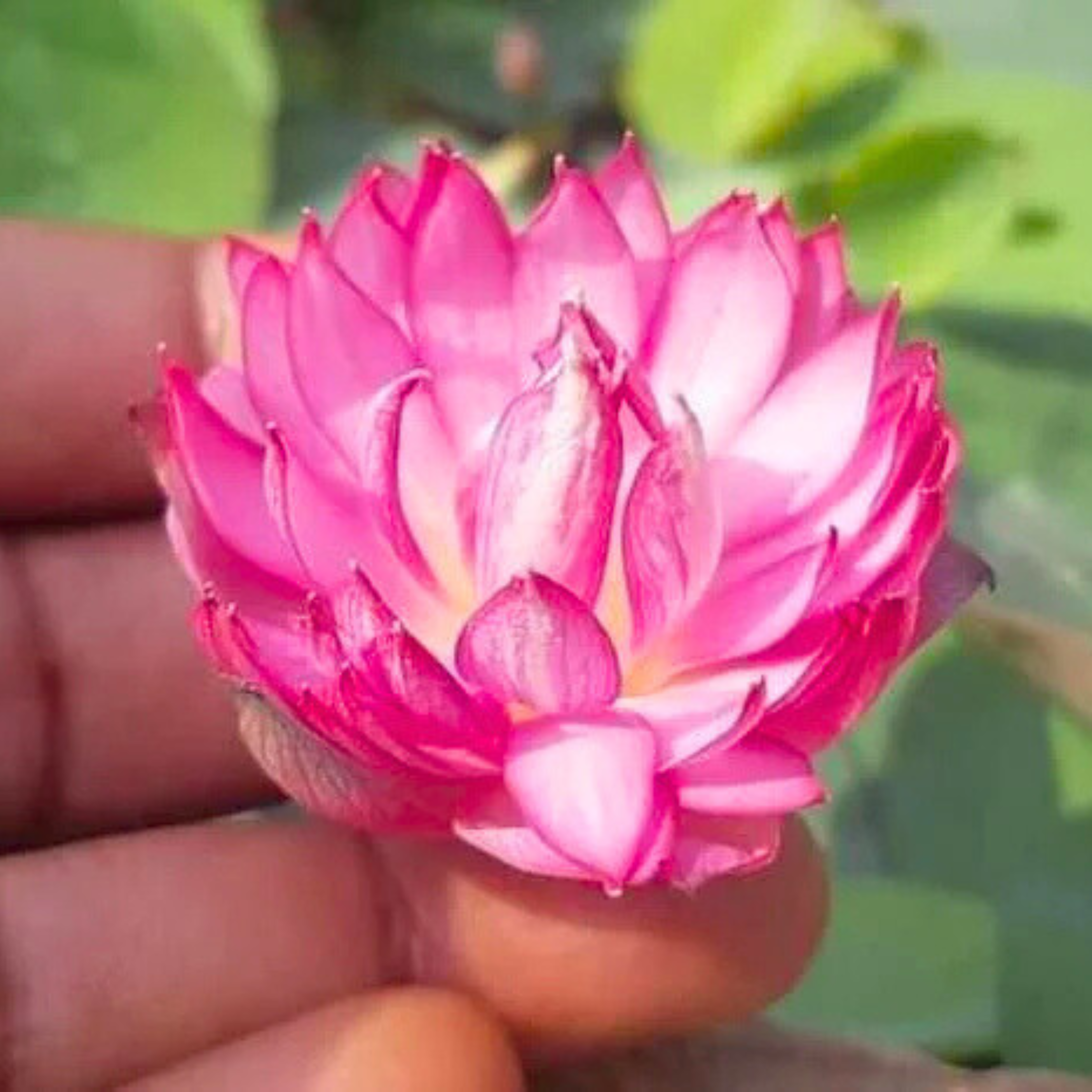 DZ Liangli Micro Lotus Tuber - view 2