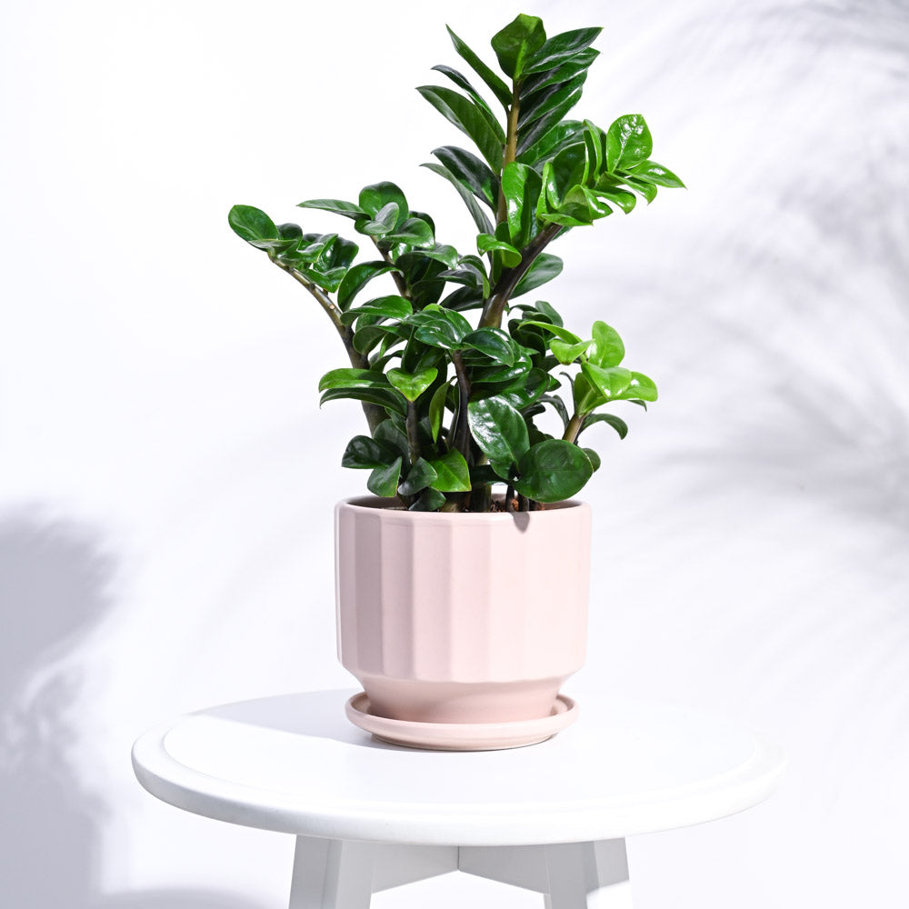Ugaoo Frosted Ceramic Pot
