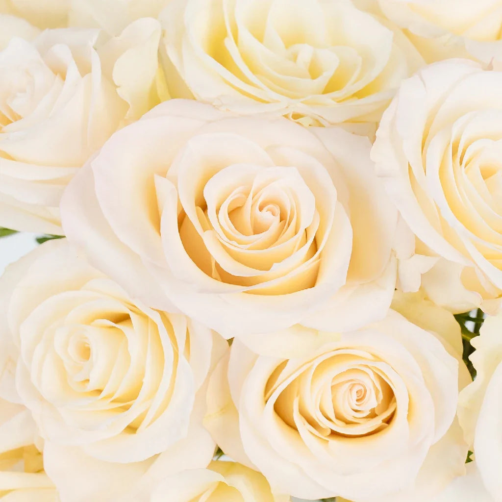 FiftyFlowers Creamy Ivory Pearl Roses - view 4