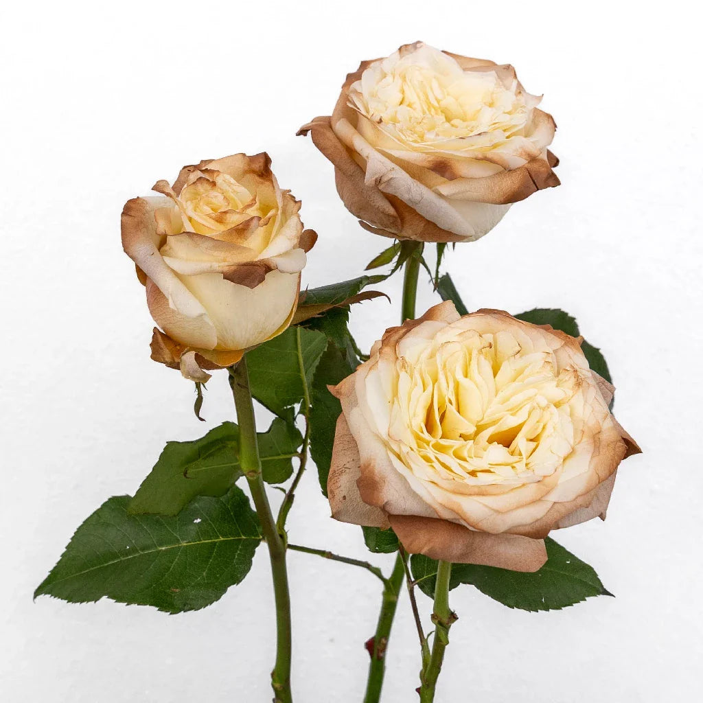 FiftyFlowers Mocha Tinted Champagne Garden Rose - view 3