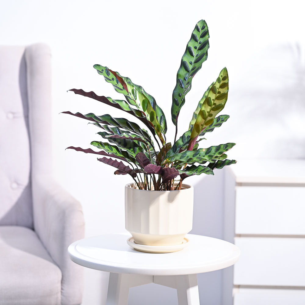 Ugaoo Calathea Rattlesnake Plant - view 81