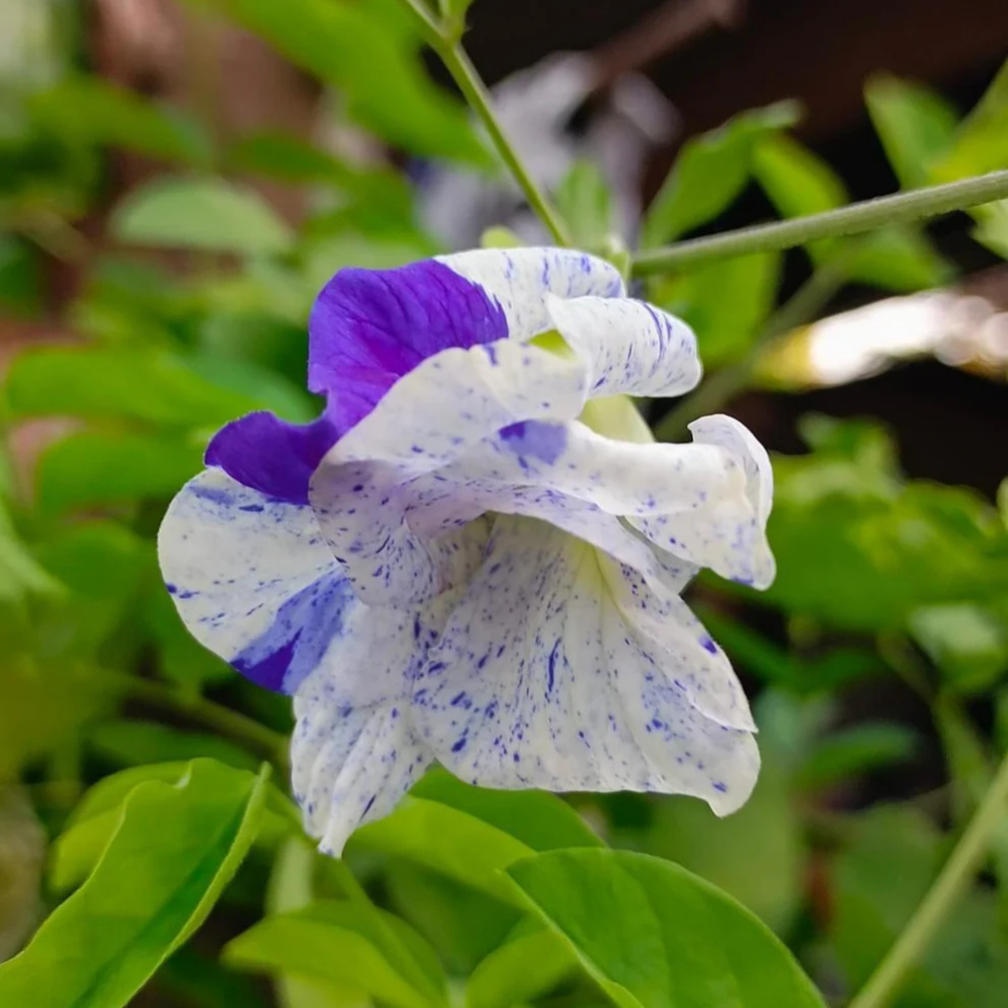 MR Thailand Clitoria (Butterfly Pea) Rare Flowering Live Plant - view 3
