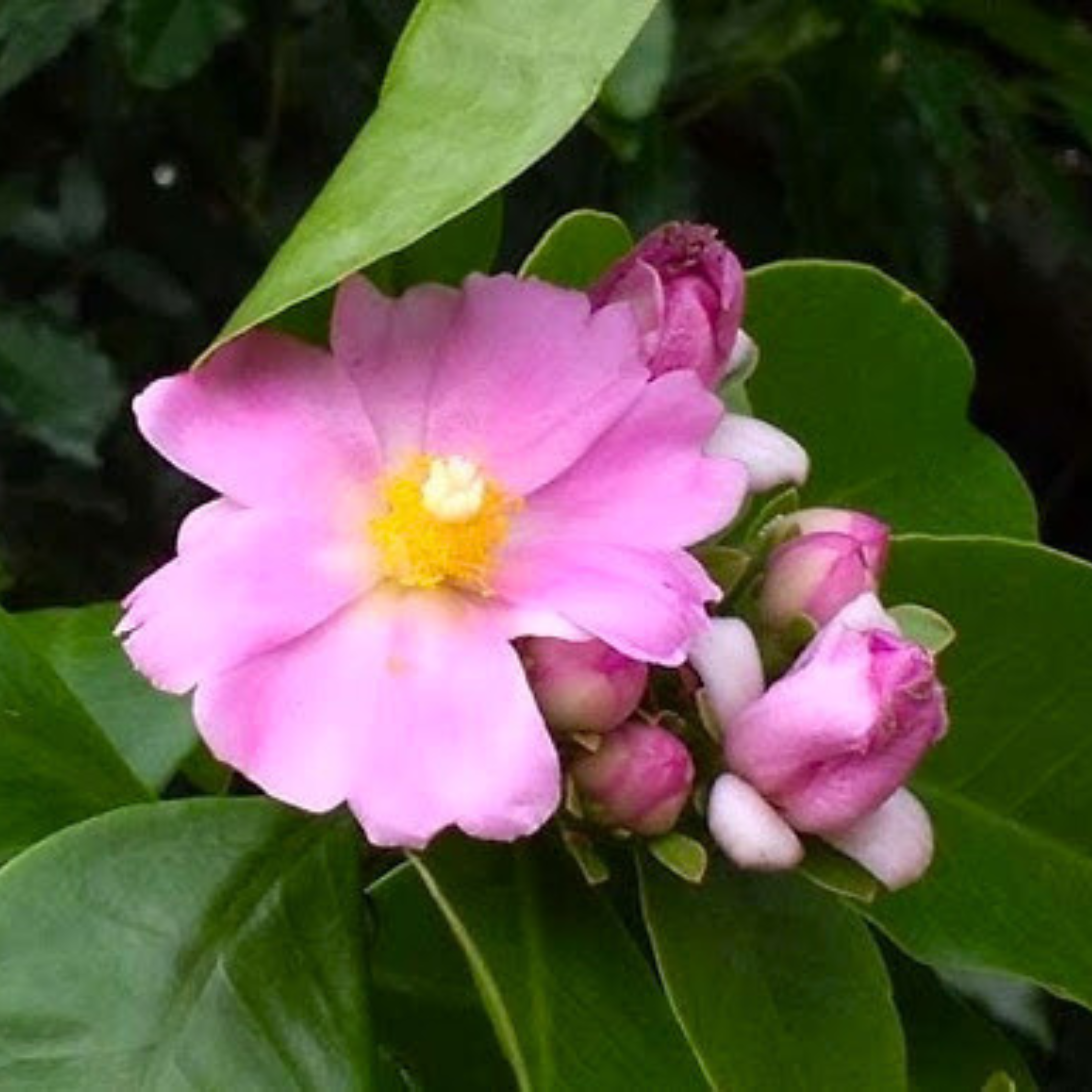MR Wax Rose Pink (Rhodocactus grandifolius) Rare Flowering Live Plant