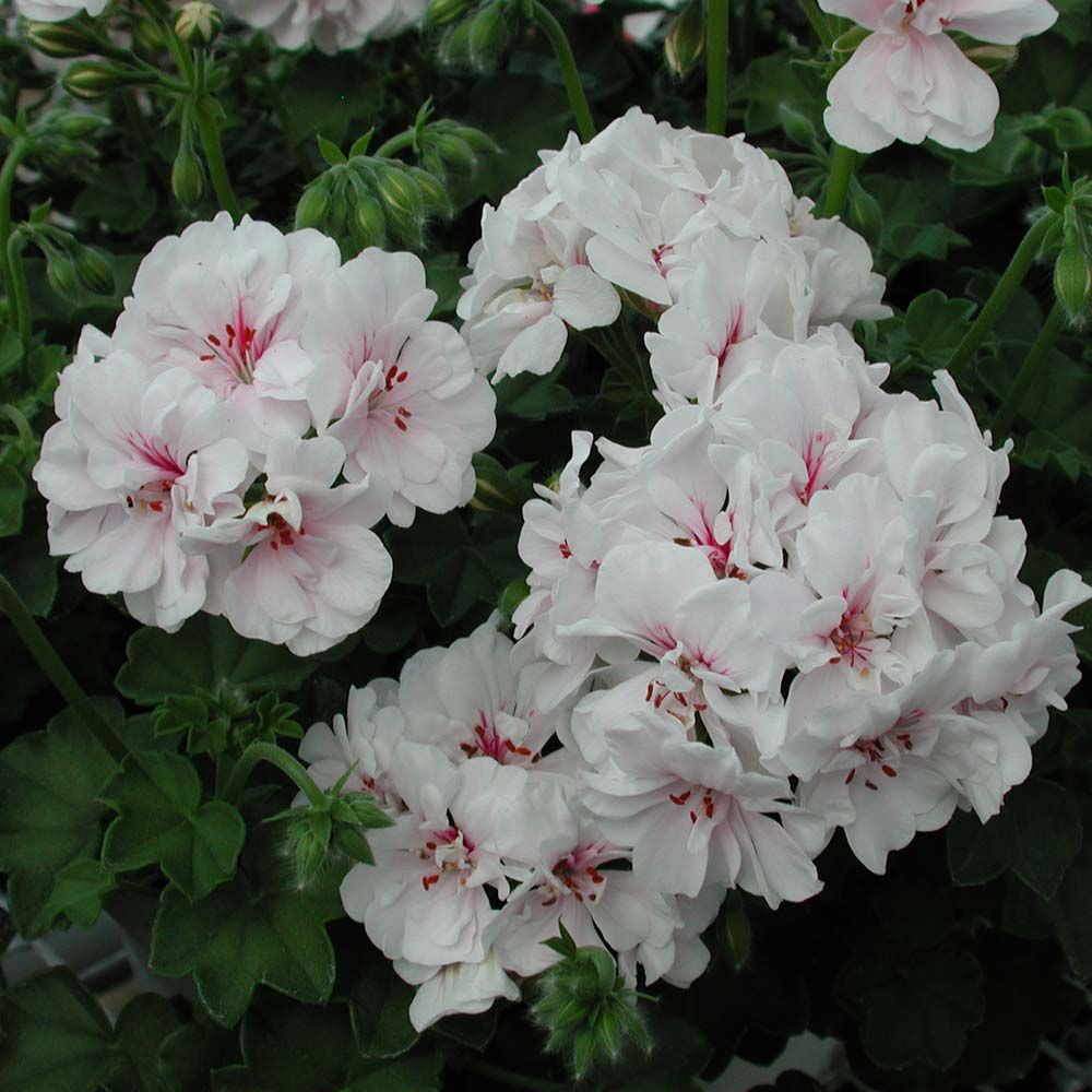 DZ Geranium Ivy White Creeper/Climber Flowering Live Plant