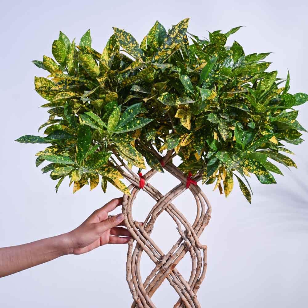 Ugaoo Lemon Twisted Netted - view 3