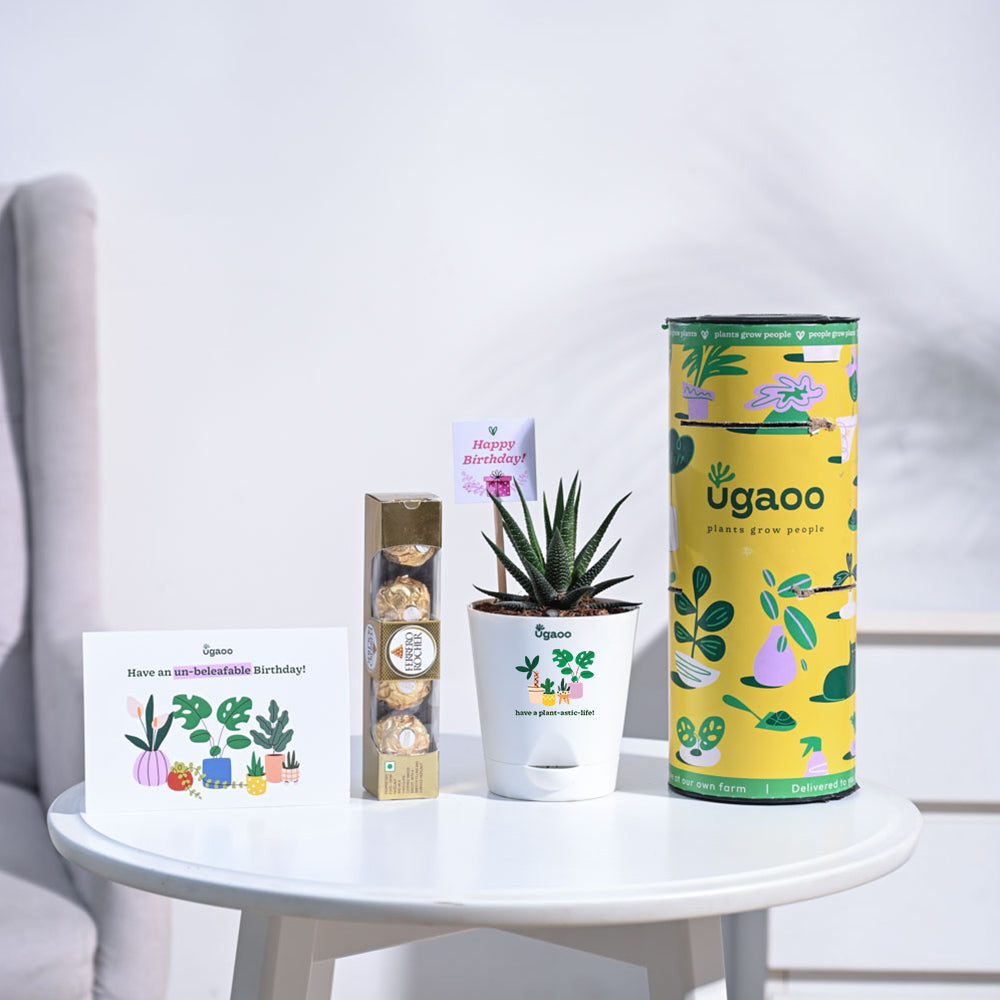 Ugaoo Zebra Haworthia Birthday Gift Hamper