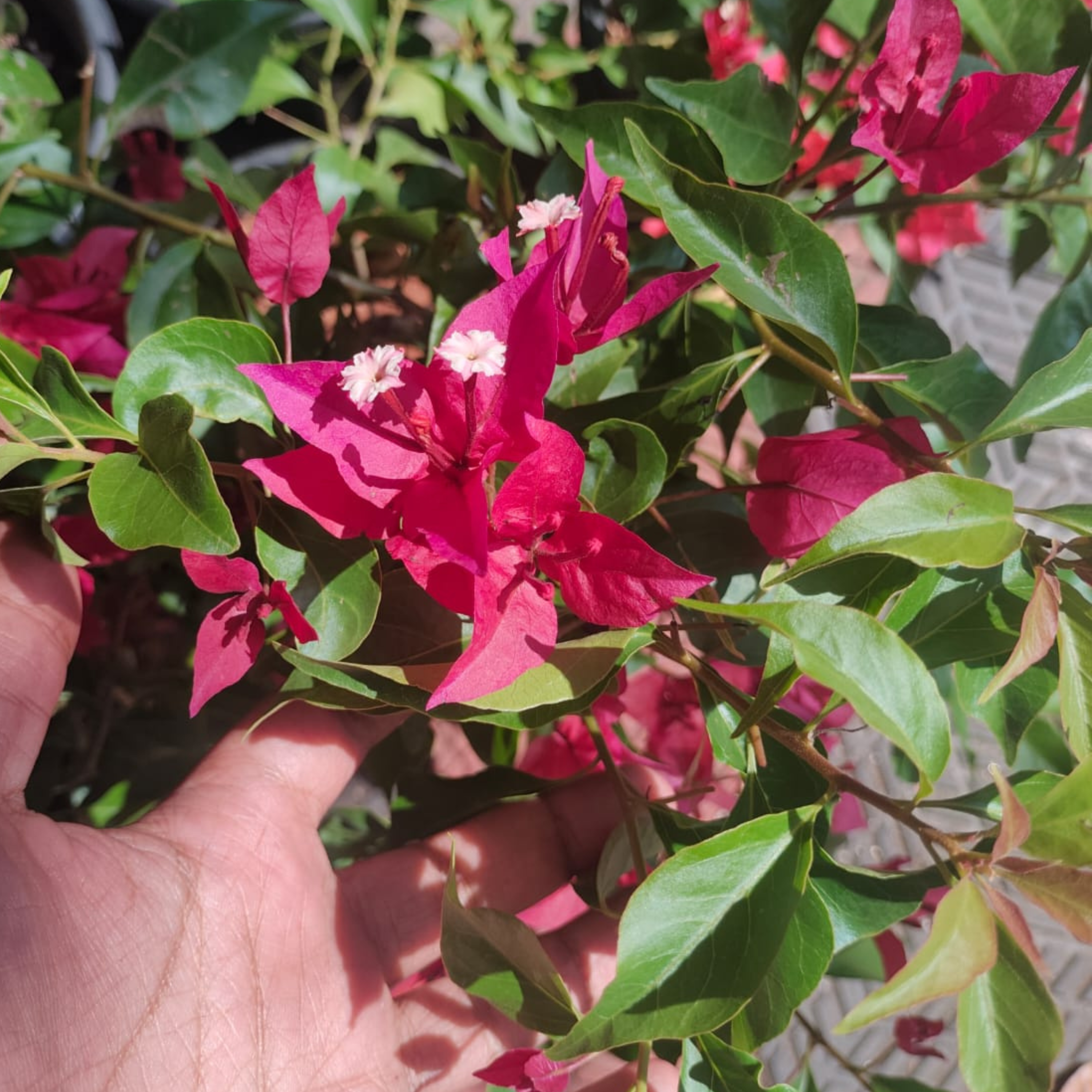 DZ Bougainvillea Ruby Red Hybrid (Paper Flower) Rare Flowering Live Plant - view 3
