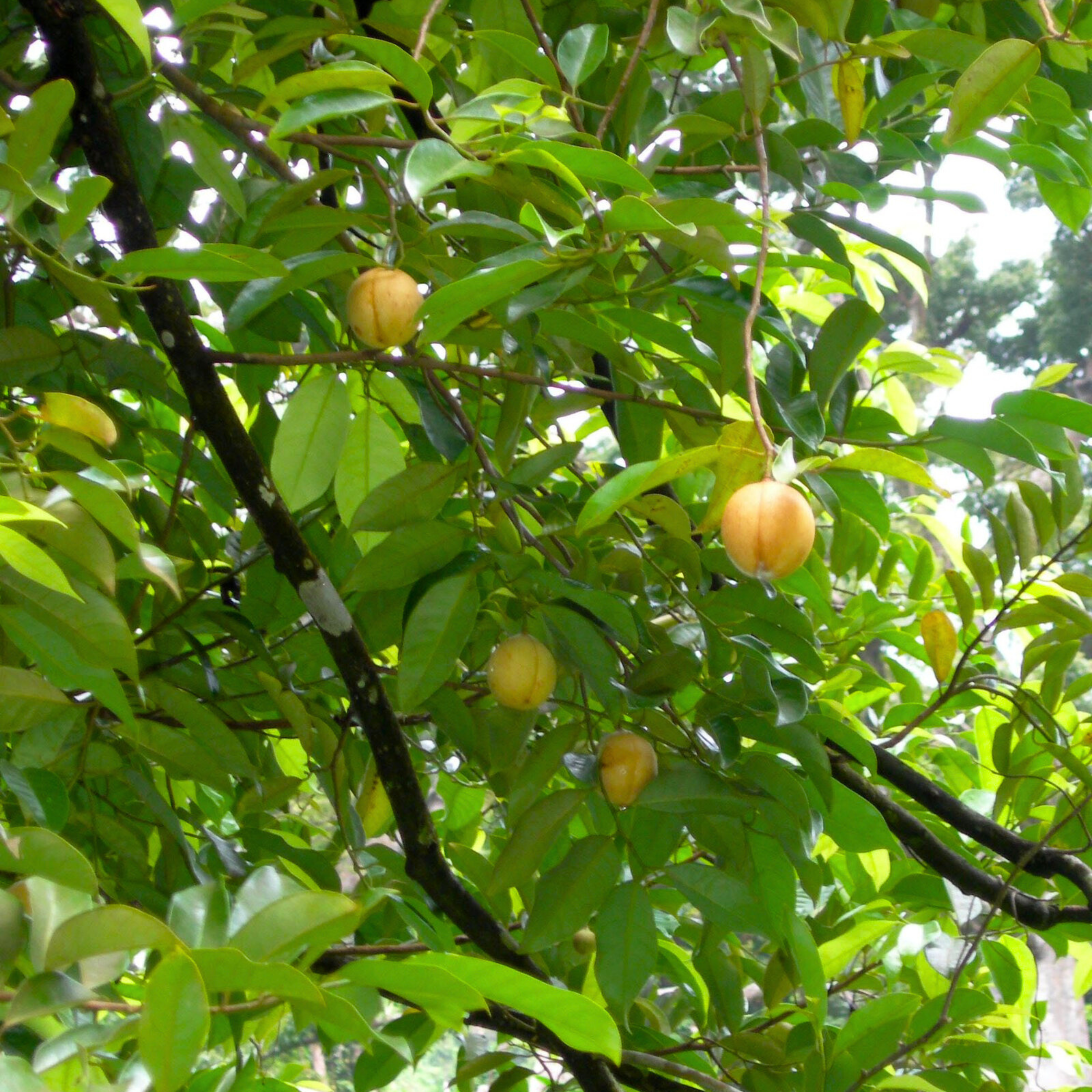 MR Nutmeg / Jaiphal (Myristica fragrans) Medicinal Fruit Live Plant - view 2