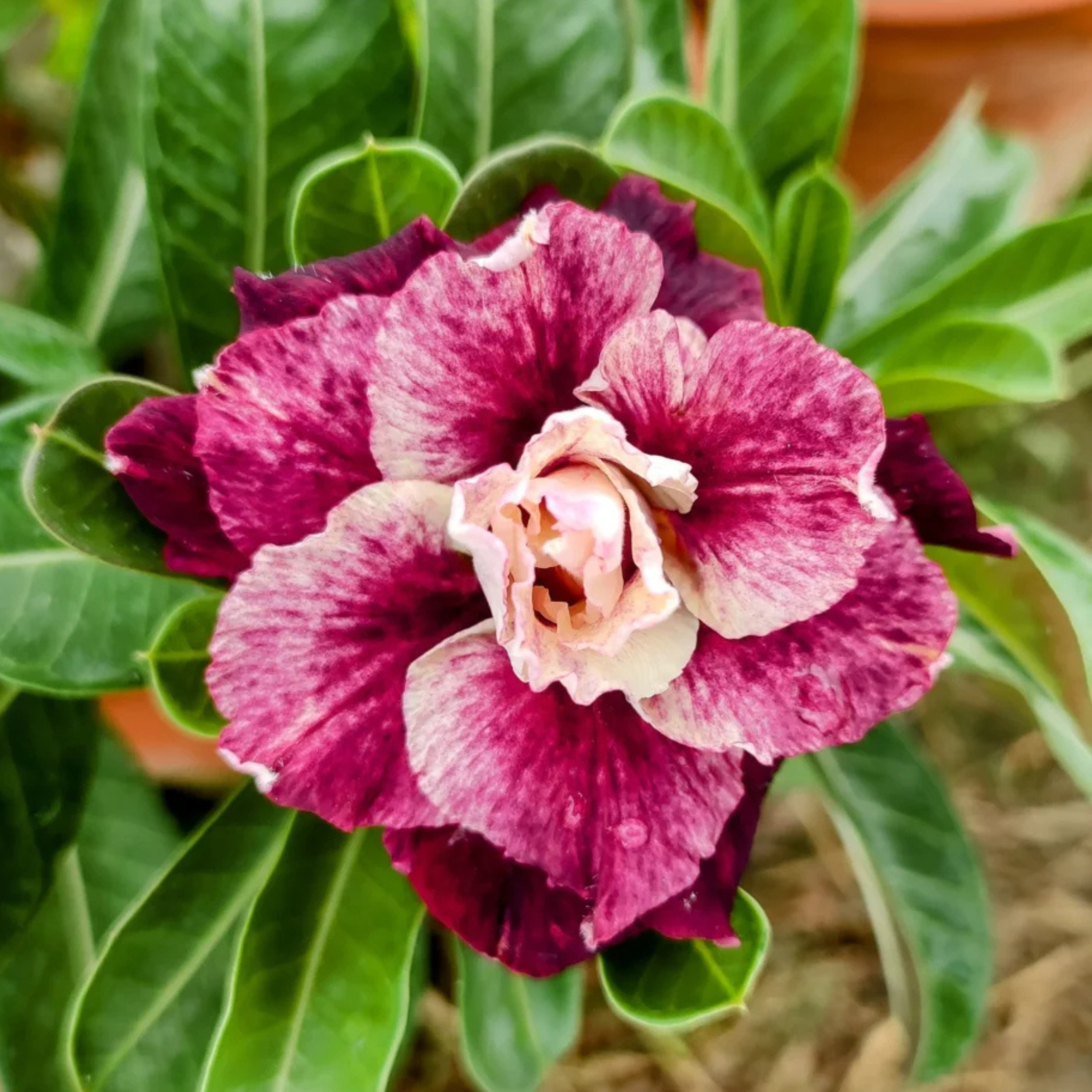 DZ Adenium Rosy Sissy Flowering Live Plant - view 2