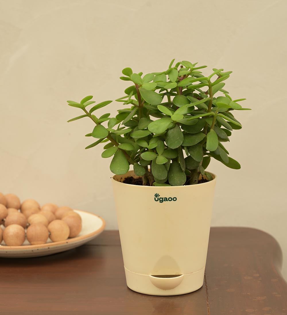 Ugaoo Jade Mini Plant For Environment Day Gifting - view 3