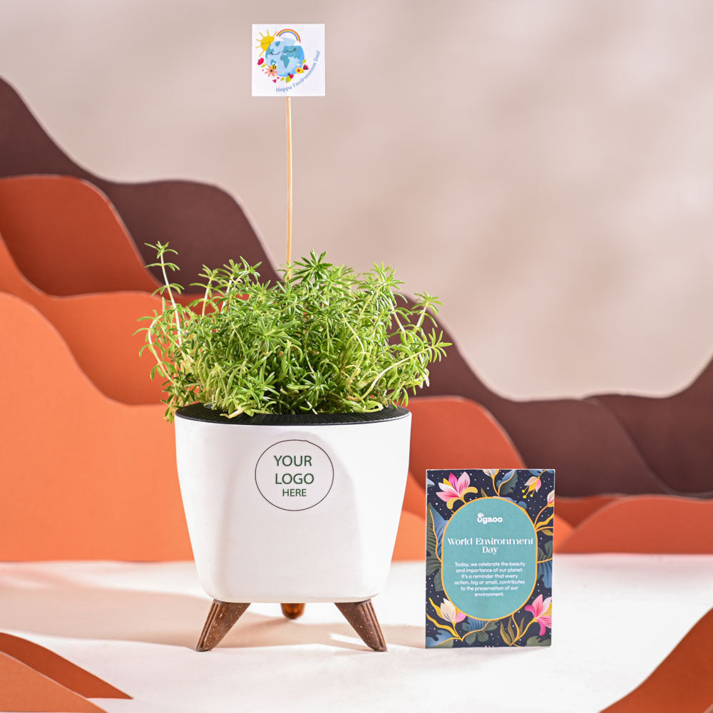 Ugaoo Golden Sedum Plant For Environment Day Gifting