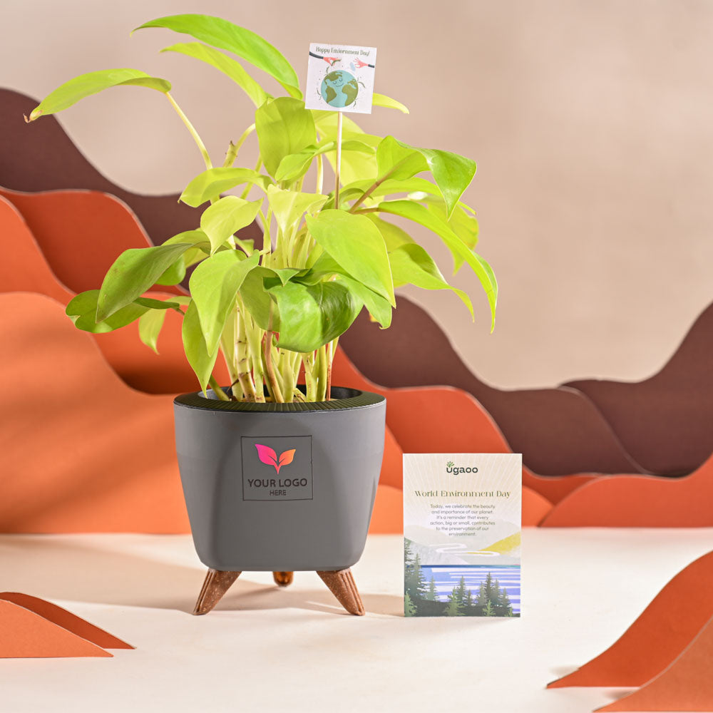 Ugaoo Philodendron Ceylon Golden Plant For Environment Day Gifting - view 43