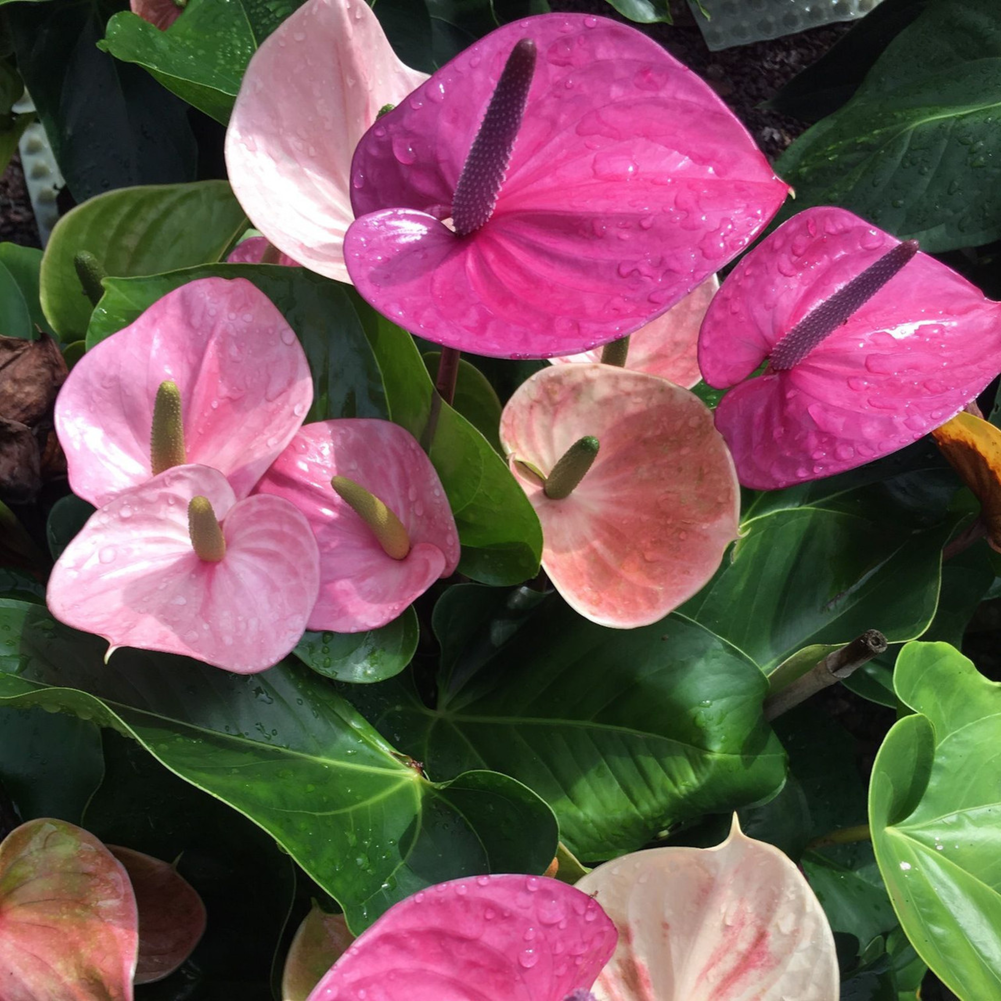 DZ Dwarf Anthurium Cavalli Indoor/Outdoor Live Plant