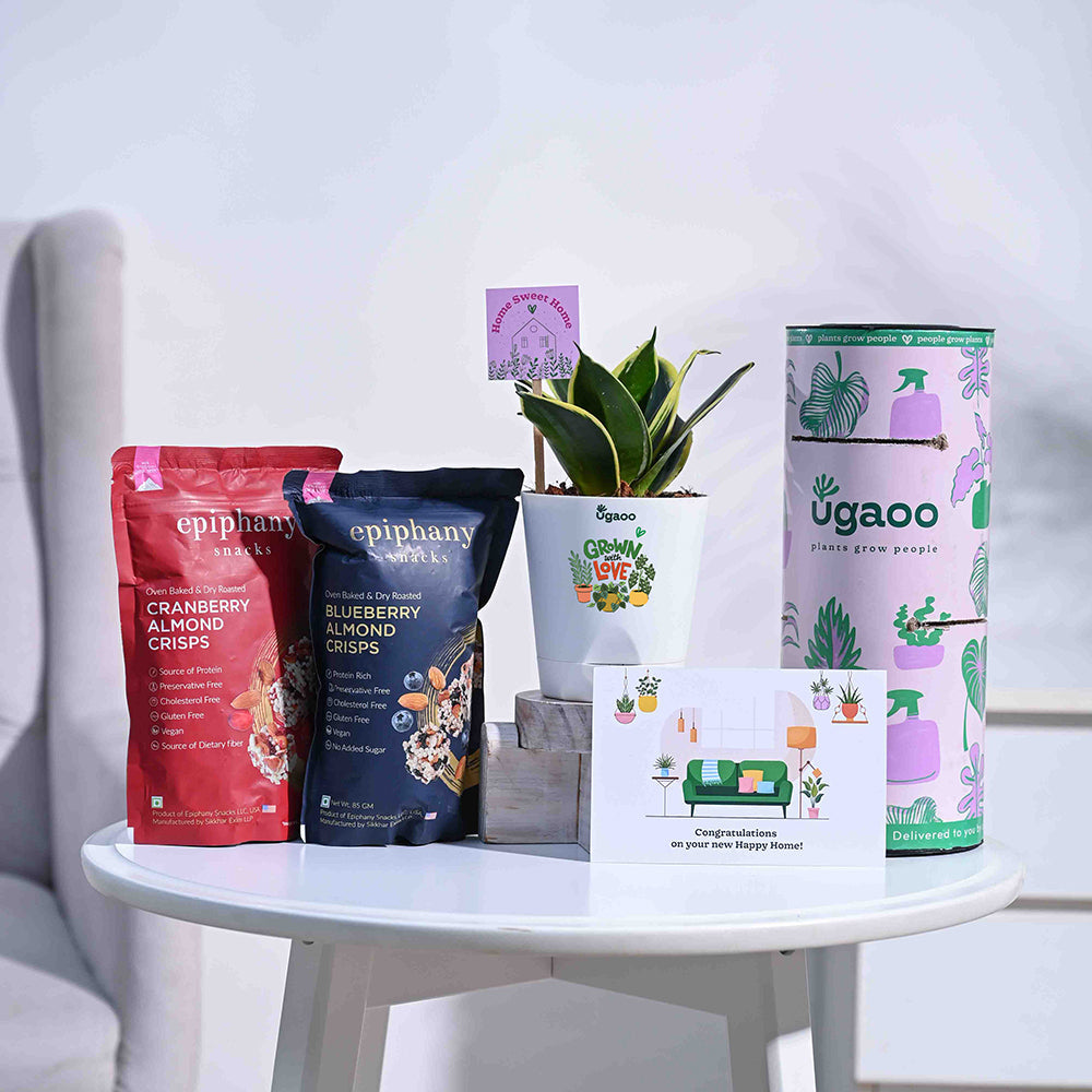 Ugaoo Snake Plant - Golden Hahnii Housewarming Gift Hamper