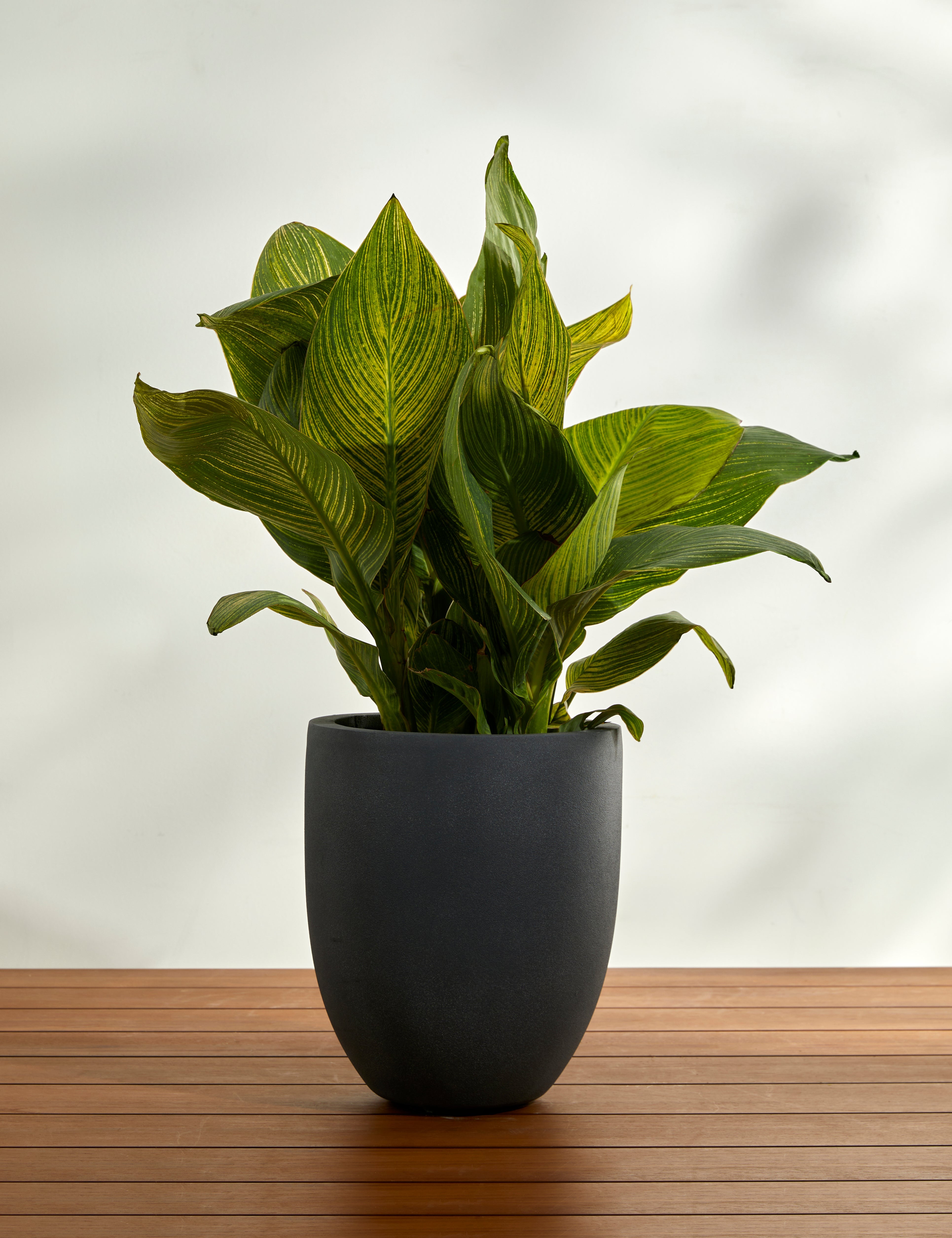 Lulu and Georgia Bradford Planters by Campania International - view 8