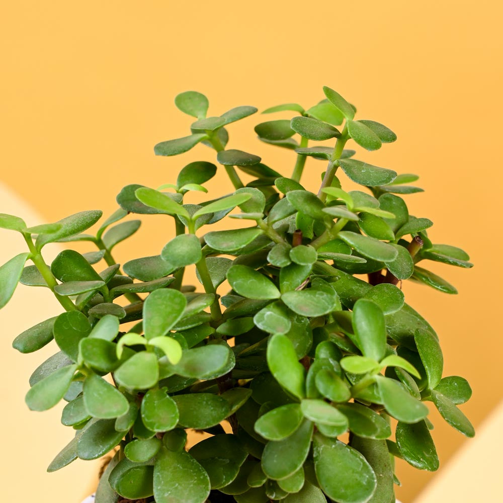 Ugaoo Jade Mini Plant For Mother's Day Gifting - view 5