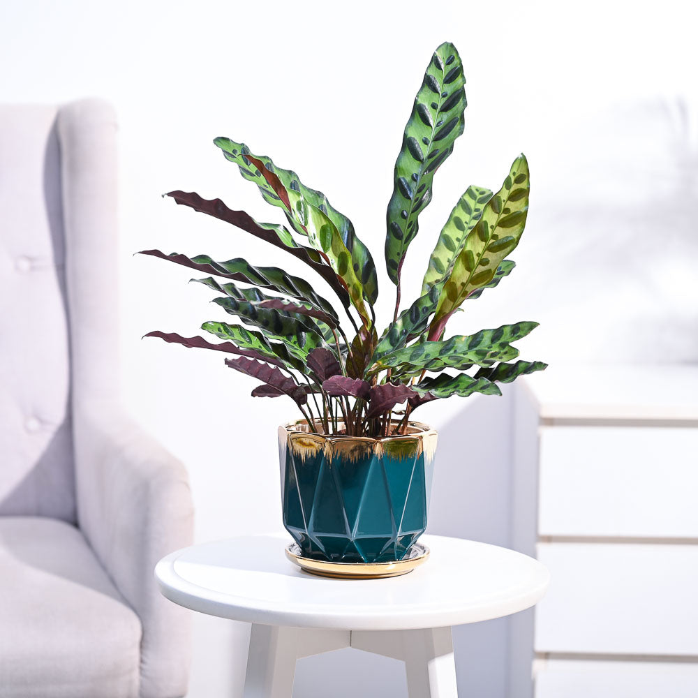 Ugaoo Calathea Rattlesnake Plant - view 102