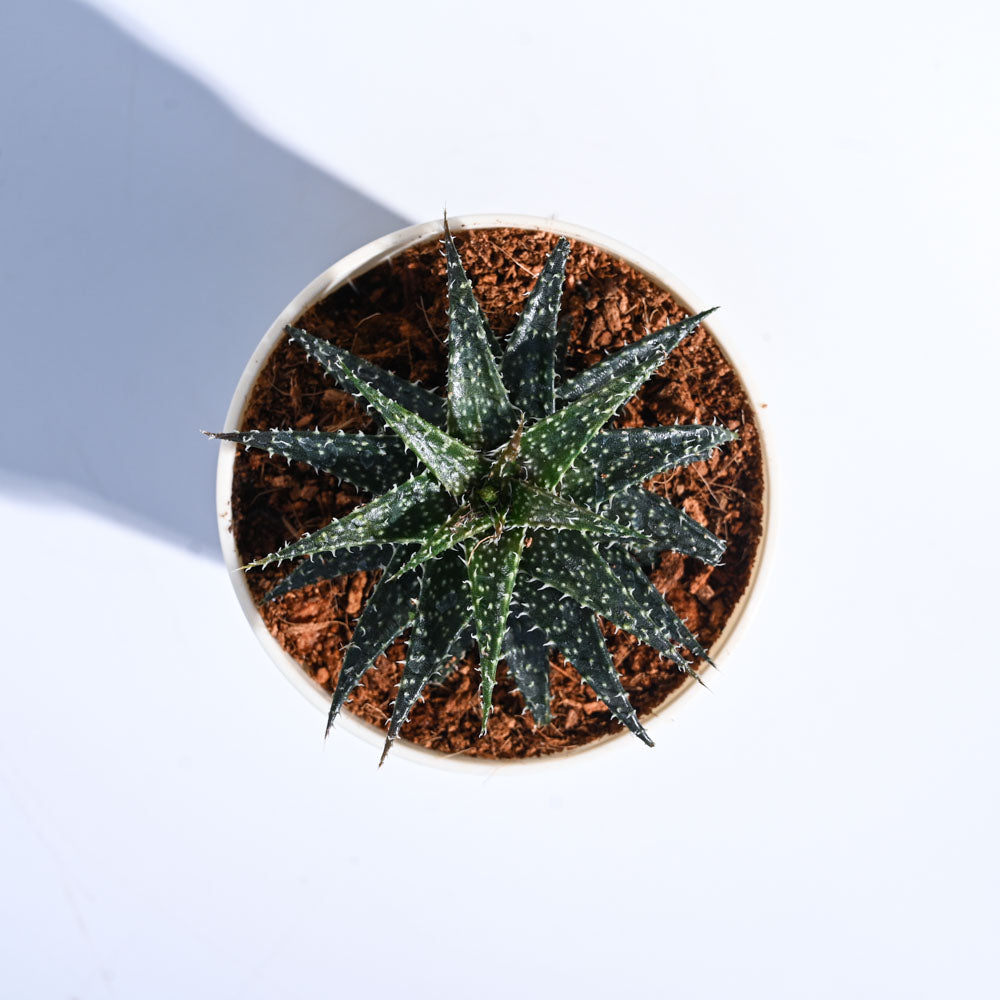 Ugaoo Aloe Pepe