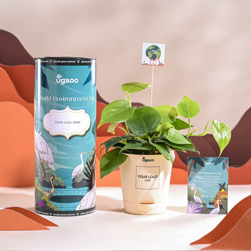 Ugaoo Philodendron Oxycardium Green Plant For Environment Day Gifting - view 2