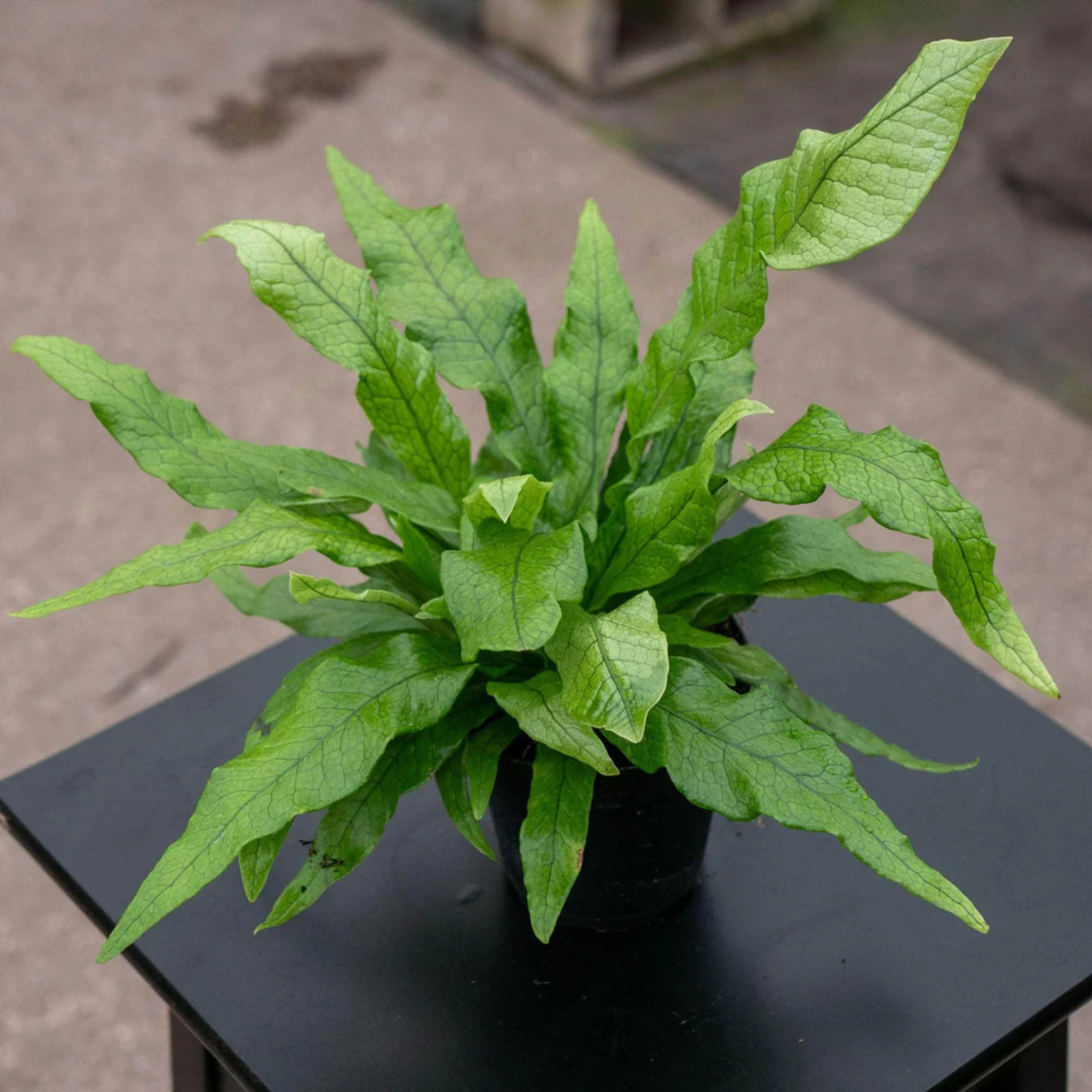 DZ Crocodile Fern (Microsorum musifolium) Indoor/Outdoor Live Plant
