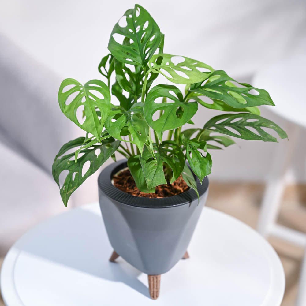 Ugaoo Broken Heart Plant - view 14