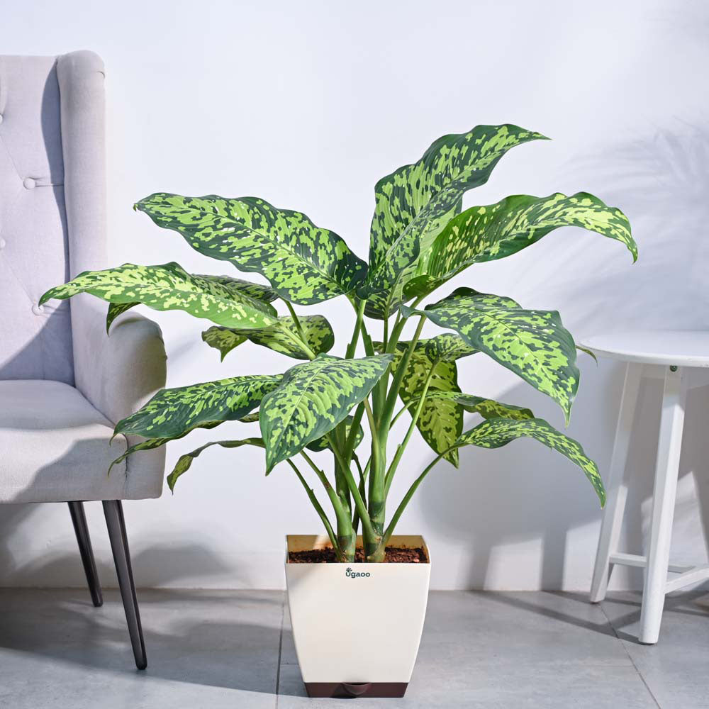 Ugaoo Dieffenbachia Cheetah Plant - XL
