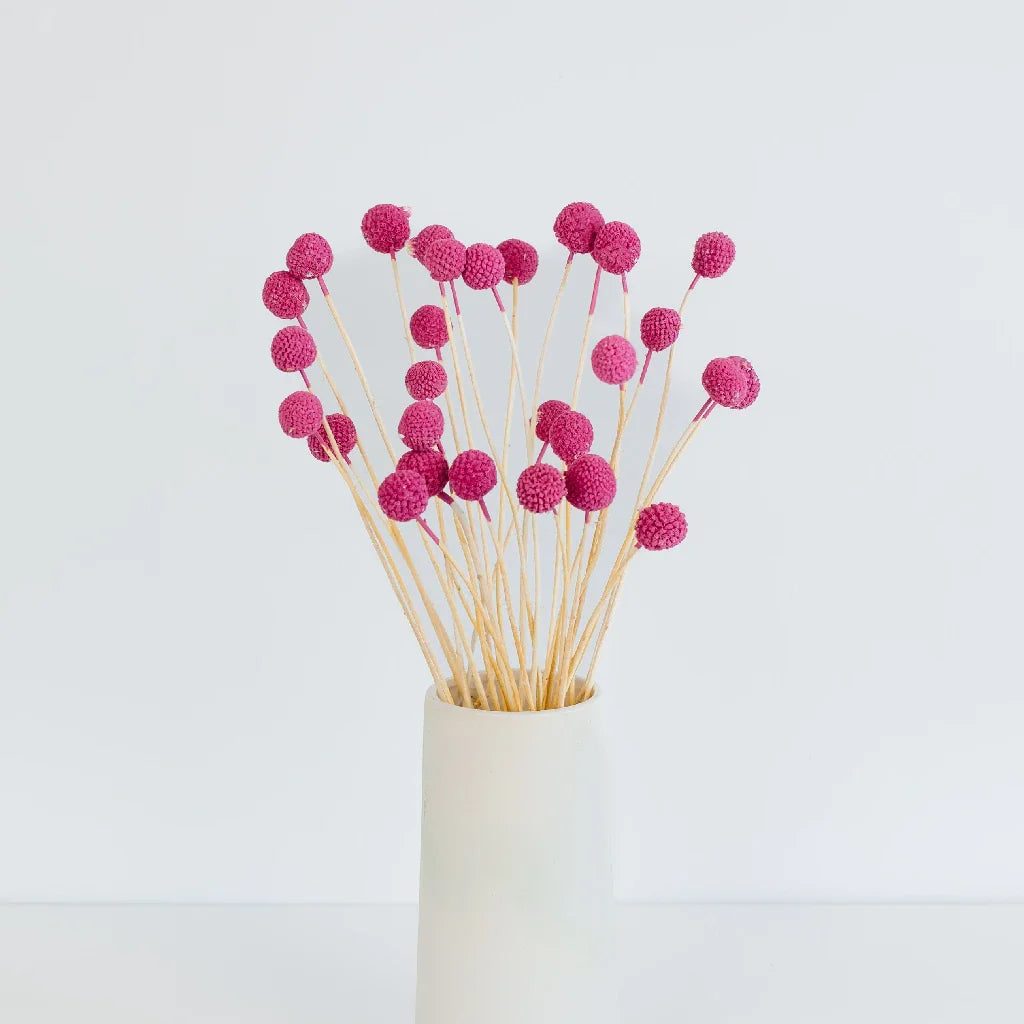 FiftyFlowers Hot Pink Dried Craspedia Billy Balls