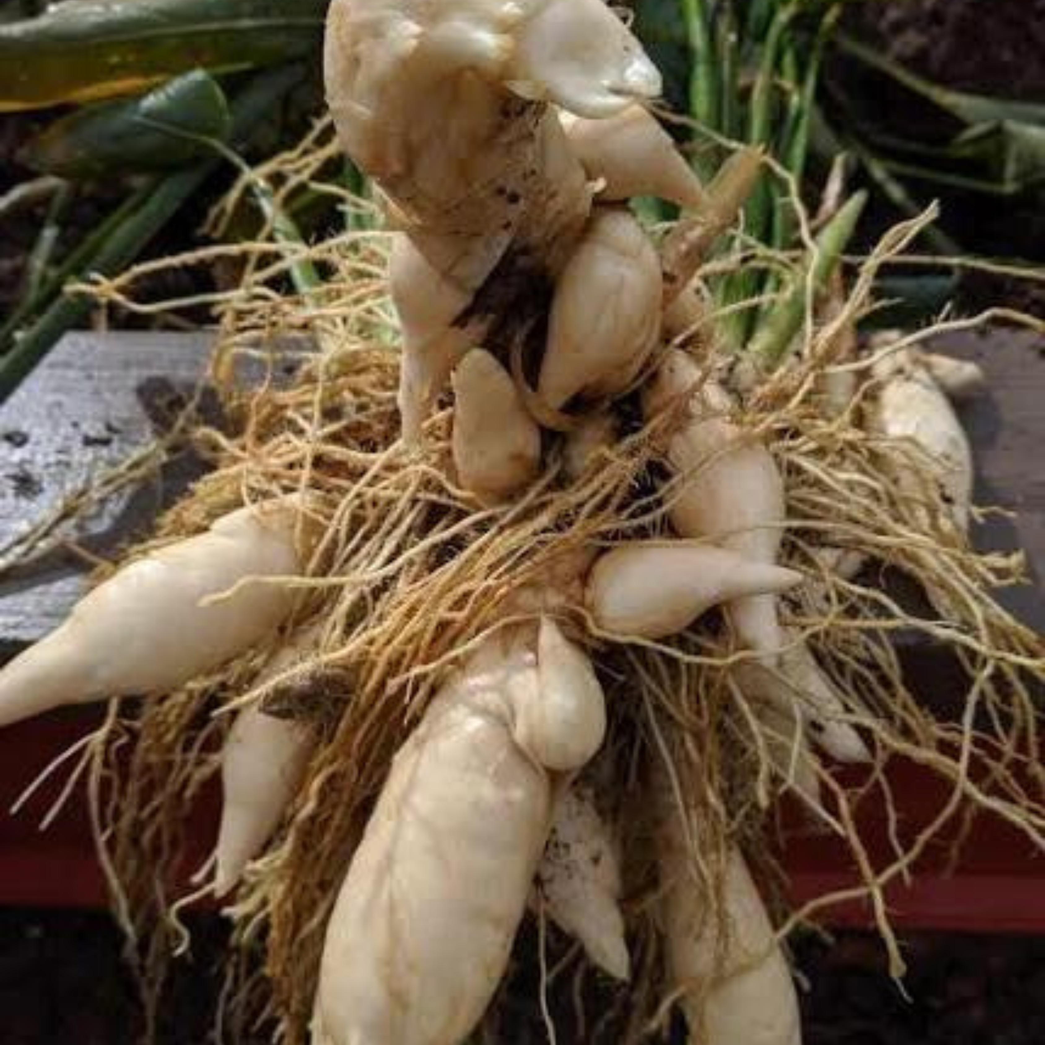 DZ Arrowroot (Maranta arundinacea) Medicinal Live Plant