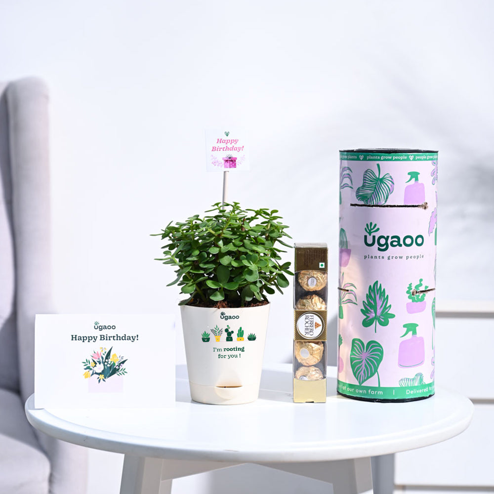 Ugaoo Jade Mini Birthday Gift Hamper