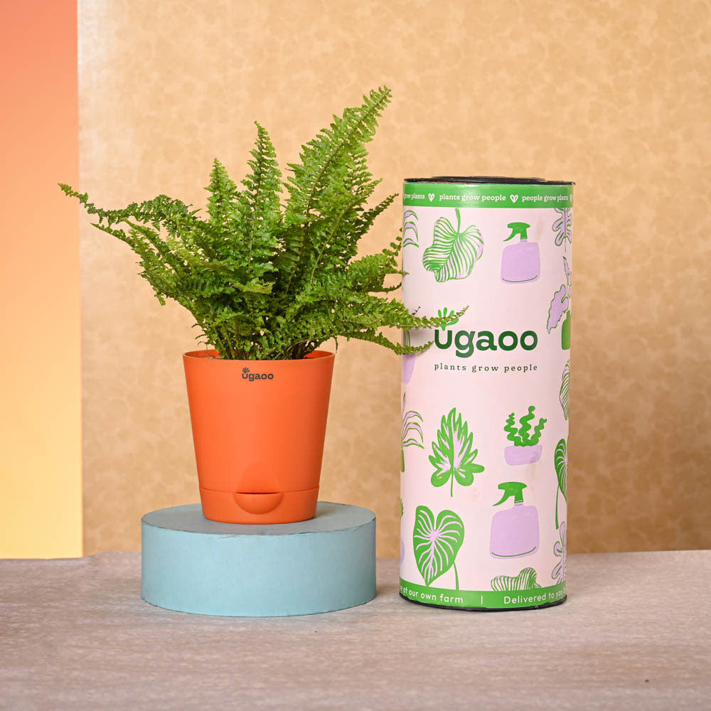 Ugaoo Navratri Celebration Plant Bundle - view 10